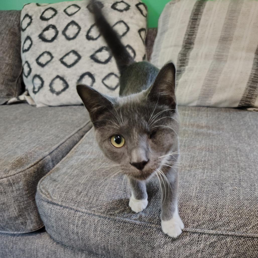 Prince Charming, a Adoptable Domestic Short Hair in Wilmington, NC image 5/6