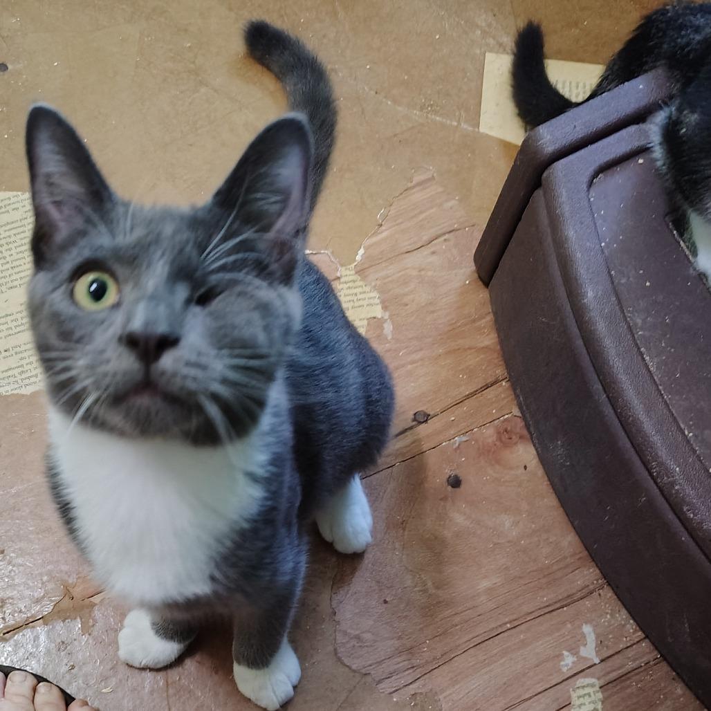 Prince Charming, a Adoptable Domestic Short Hair in Wilmington, NC image 6/6