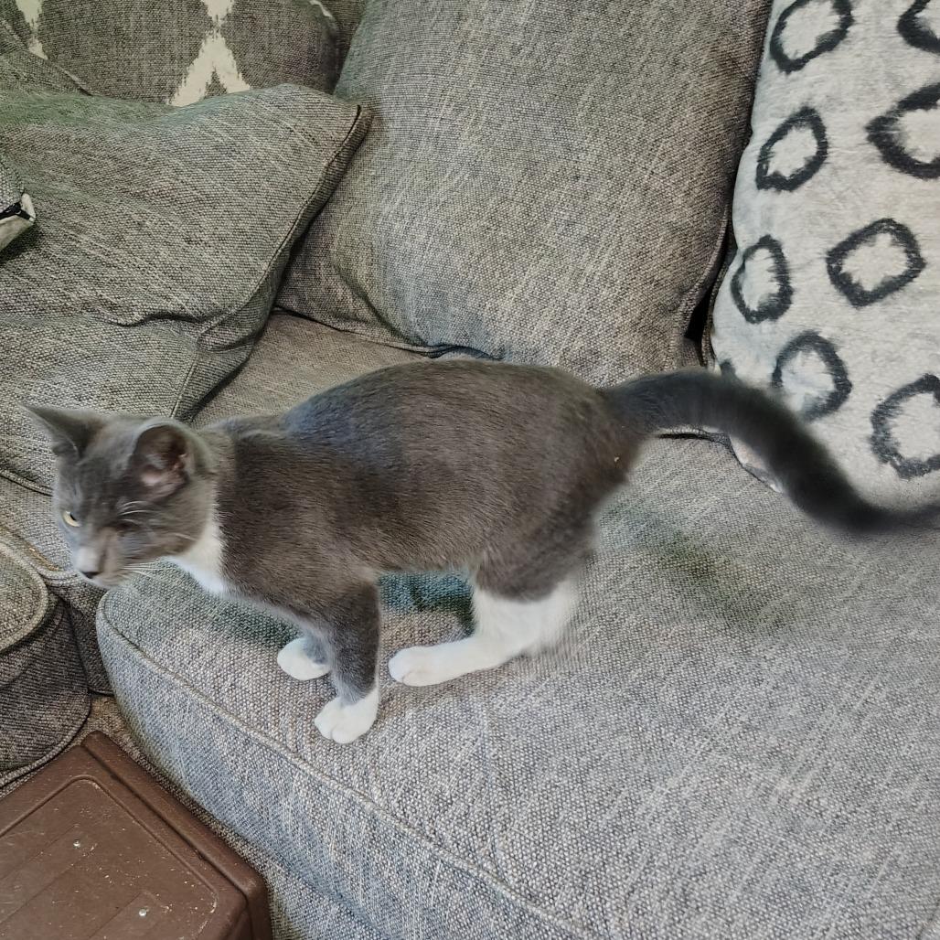 Prince Charming, a Adoptable Domestic Short Hair in Wilmington, NC image 4/6