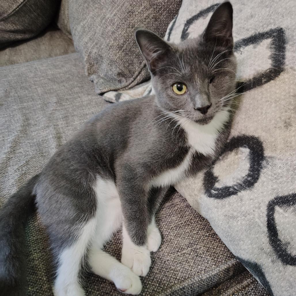 Prince Charming, a Adoptable Domestic Short Hair in Wilmington, NC image 1/6