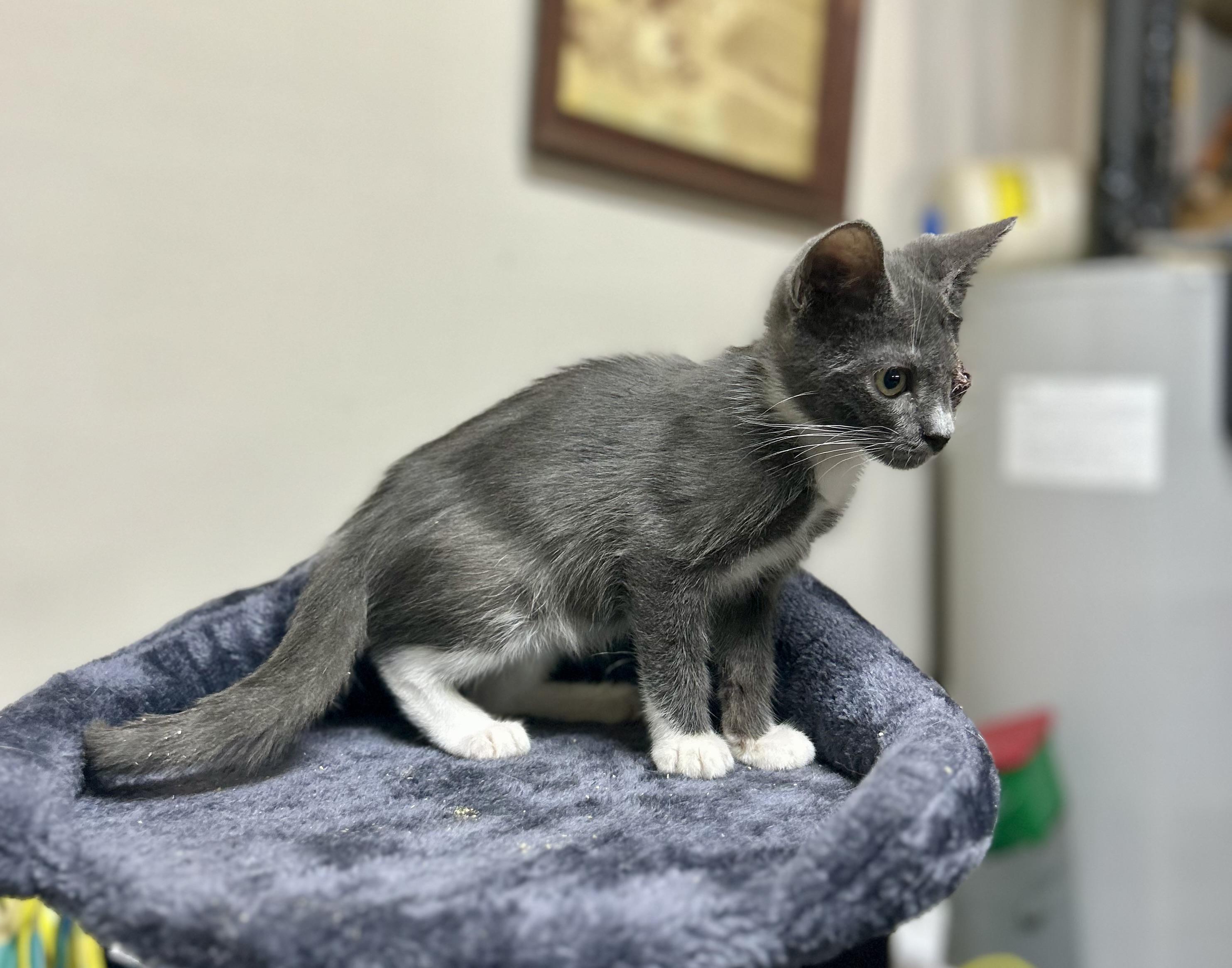 Prince Charming, a Adoptable Domestic Short Hair in Wilmington, NC image 3/6