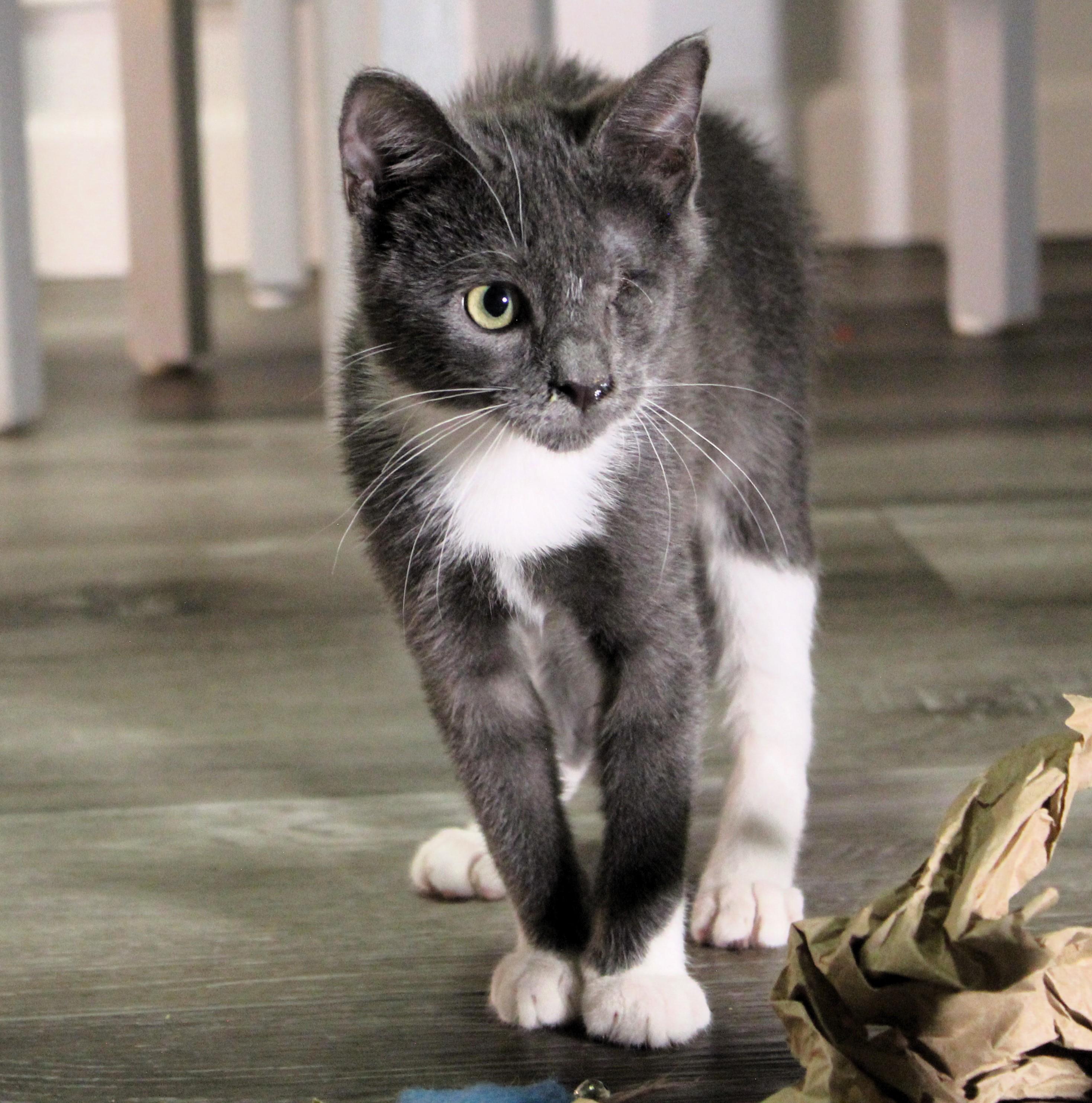 Prince Charming, Adoptable, Young Male Domestic Short Hair.