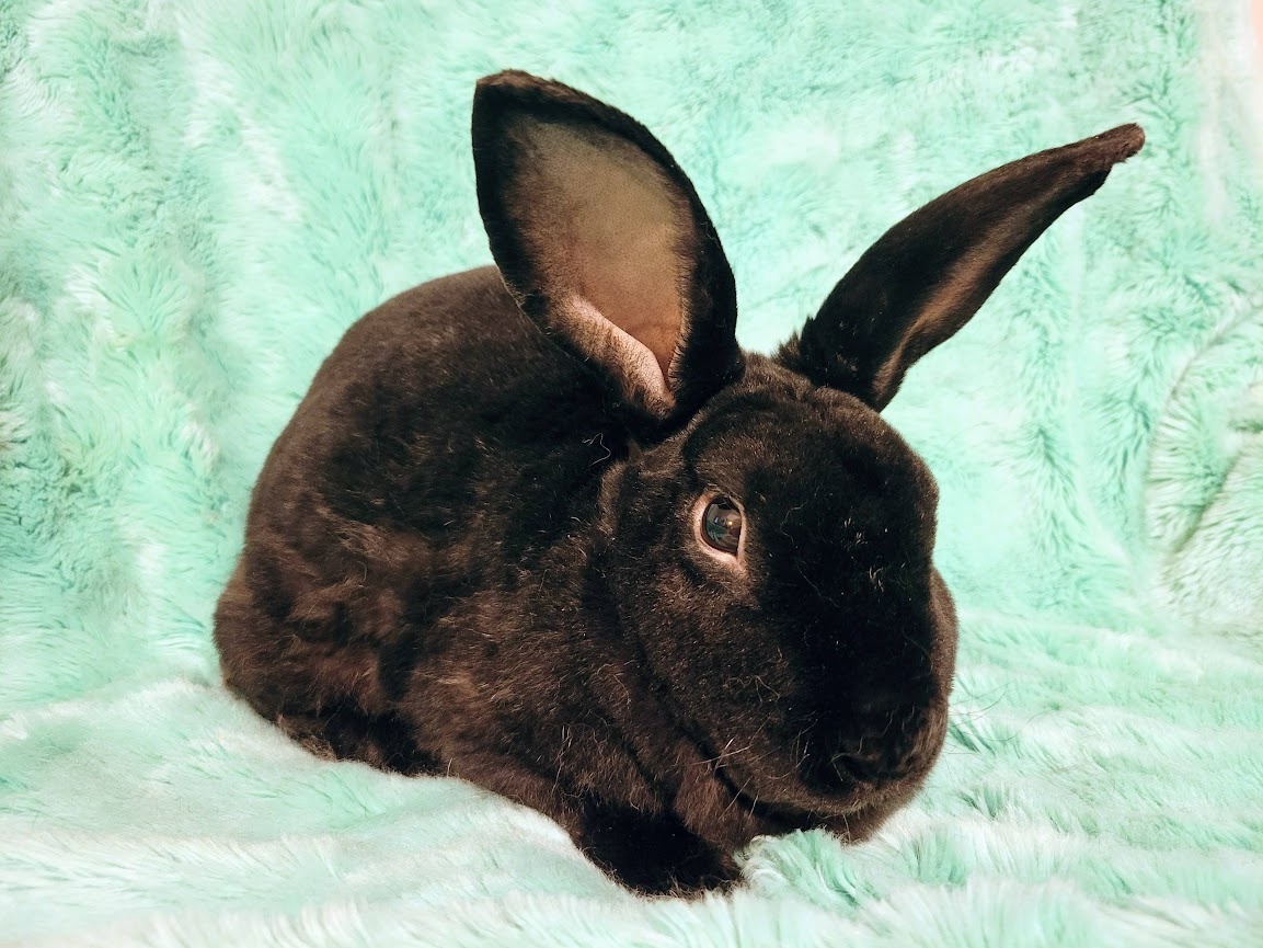 Ozzy, Milo, & Theodore, Adult Male unknown