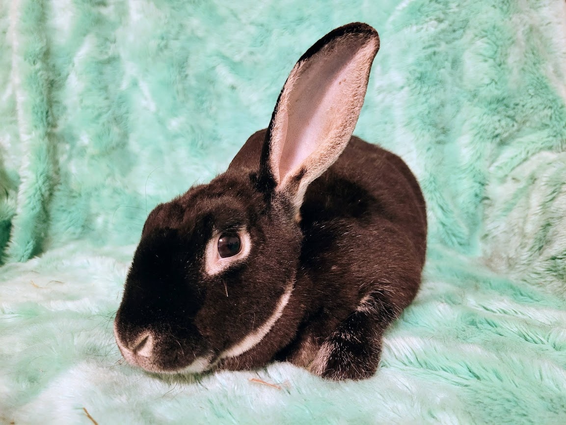 Ozzy, Milo, & Theodore, a Adoptable Rex in Ames, IA image 4/5