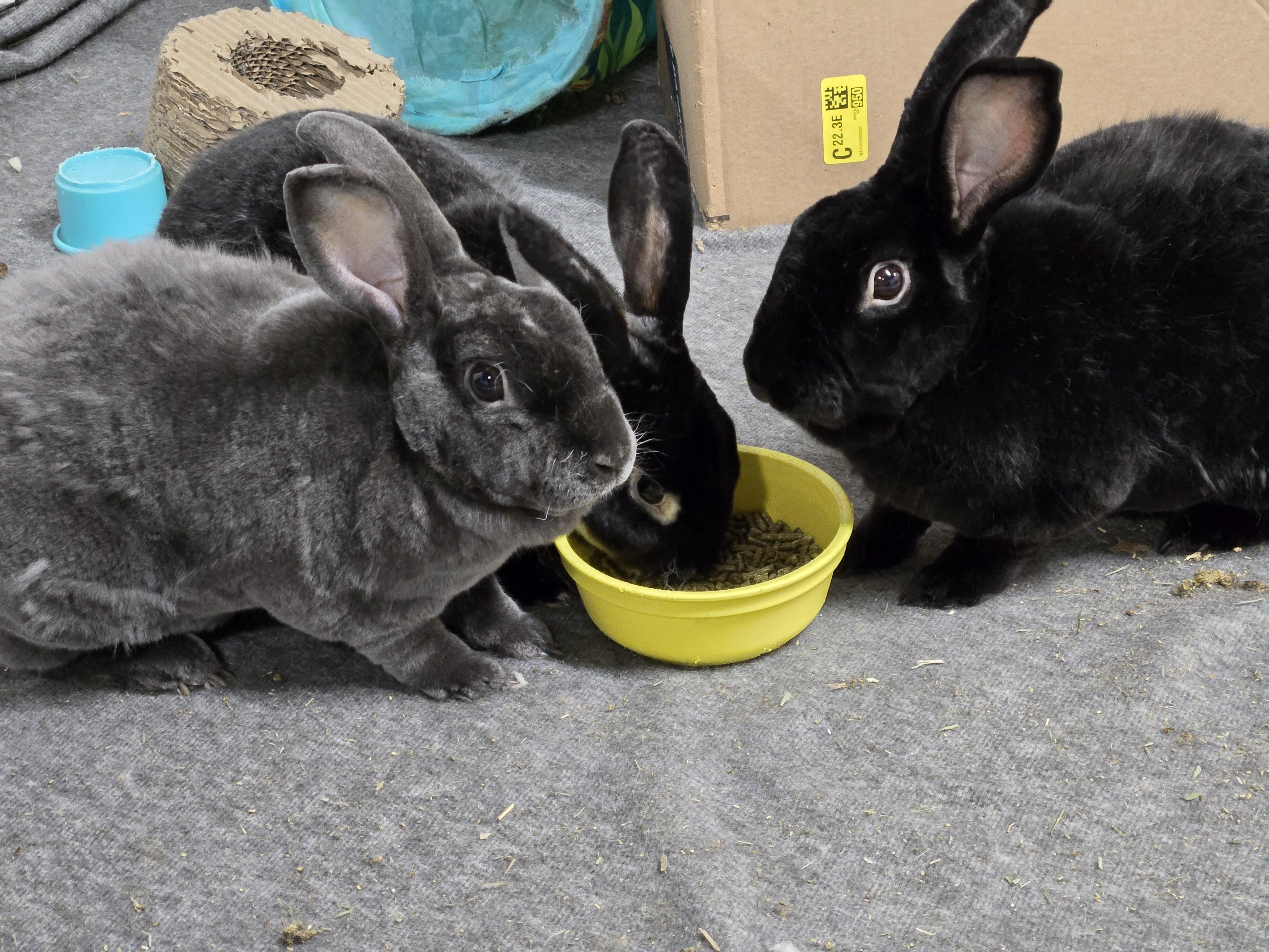Enlarge Ozzy, Milo, & Theodore, a Adoptable Rex in Ames, IA image 5/6