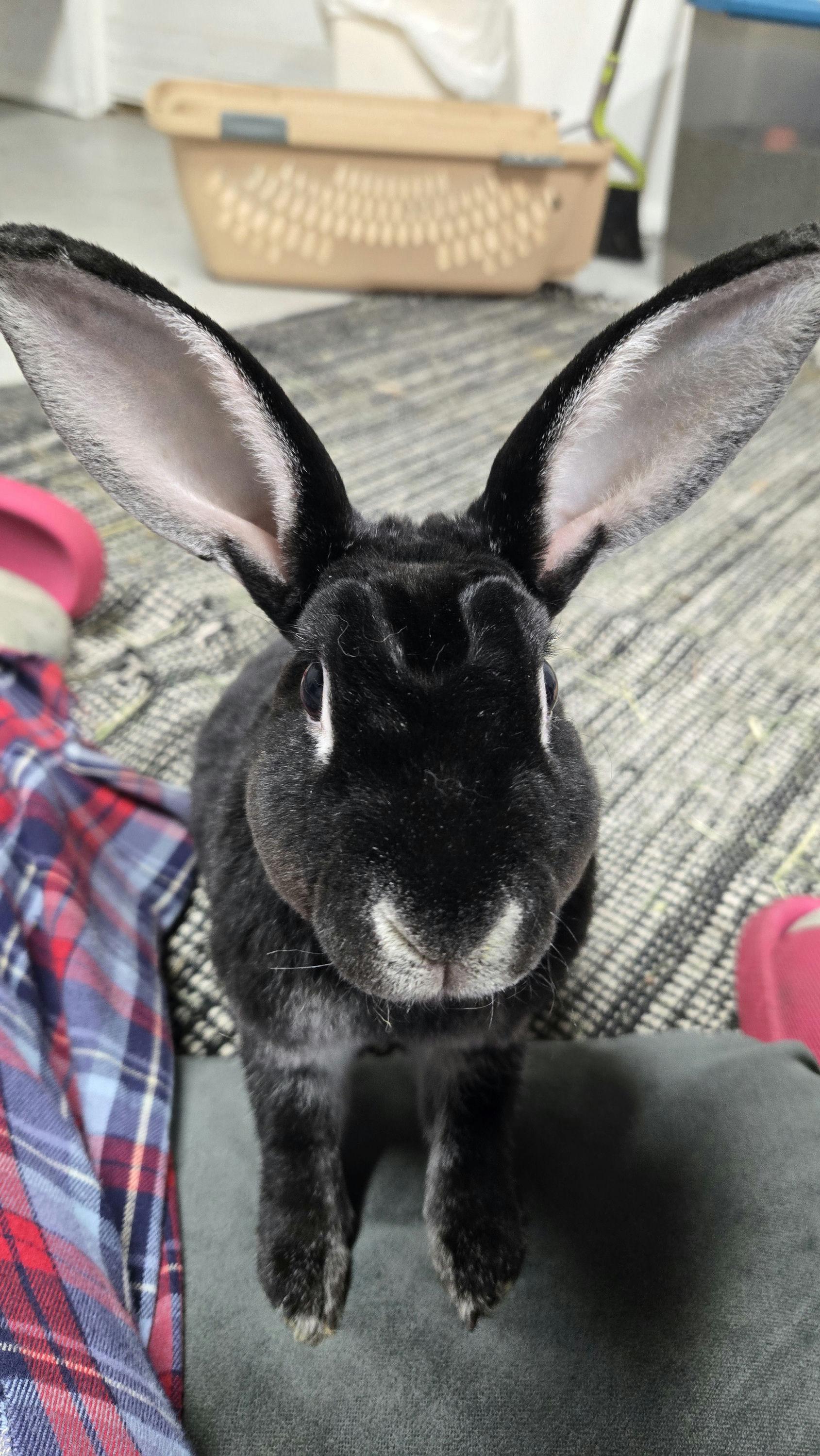 Enlarge Ozzy, Milo, & Theodore, a Adoptable Rex in Ames, IA image 4/6
