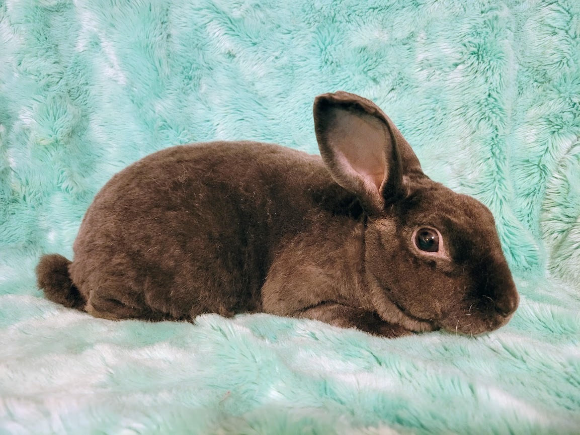 Ozzy, Milo, & Theodore, a Adoptable Rex in Ames, IA image 5/5