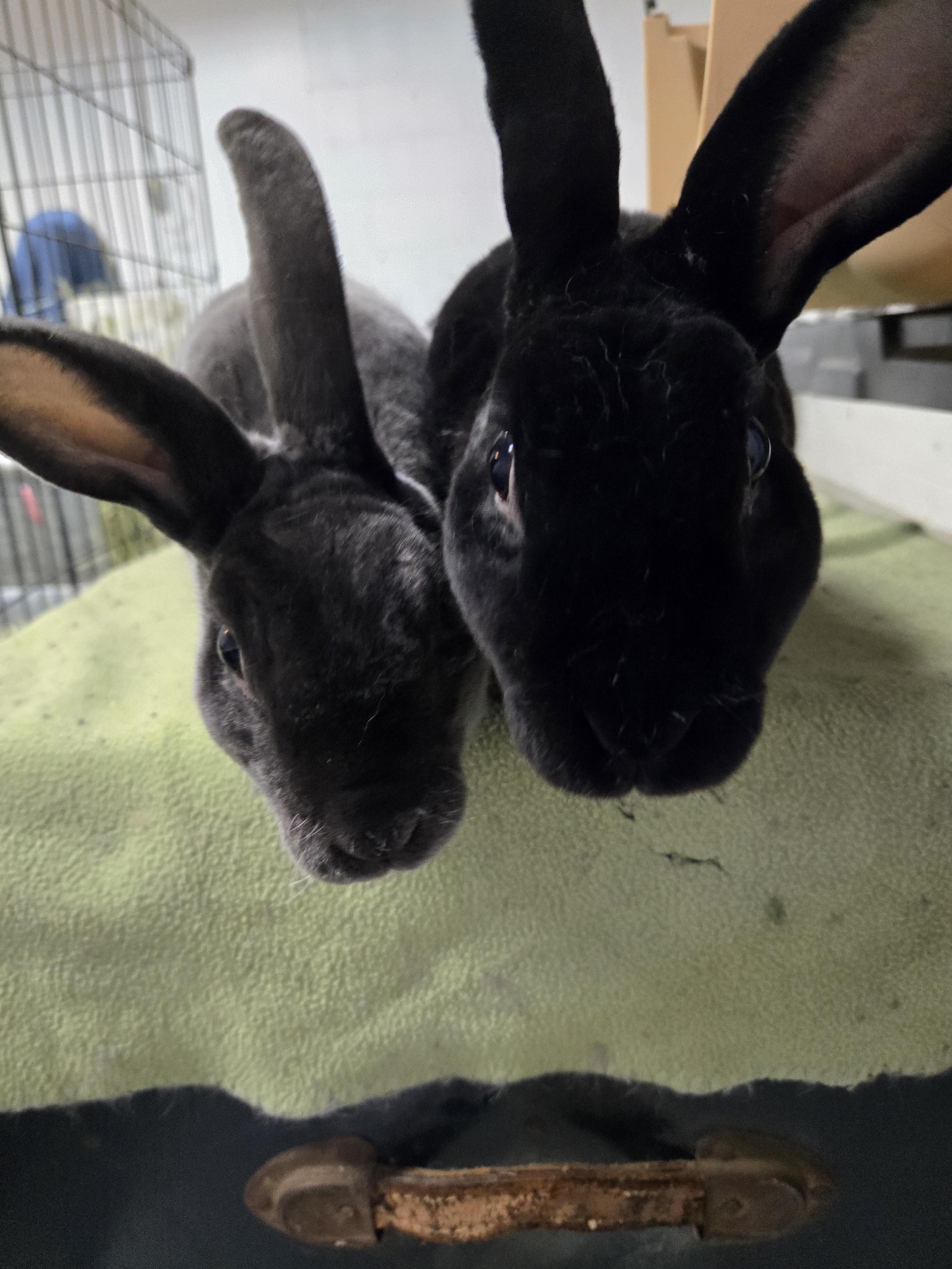 Enlarge Ozzy, Milo, & Theodore, a Adoptable Rex in Ames, IA image 6/6