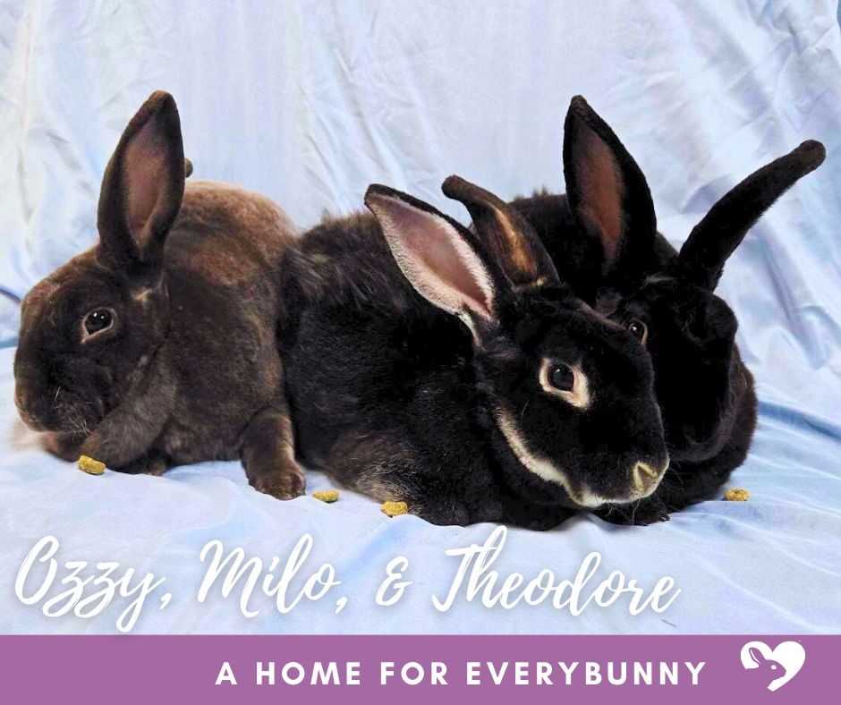 Ozzy, Milo, & Theodore, a Adoptable Rex in Ames, IA image 1/5