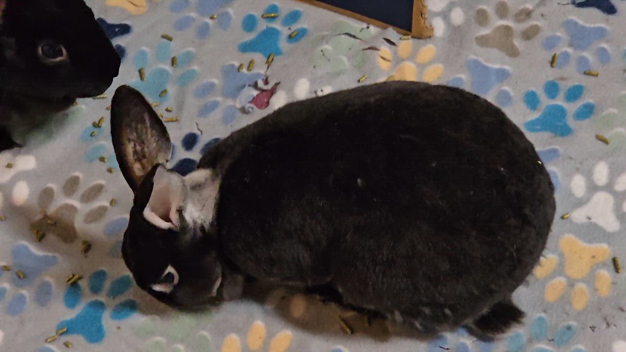 Enlarge Ozzy, Milo, & Theodore, a Adoptable Rex in Ames, IA video 2/6
