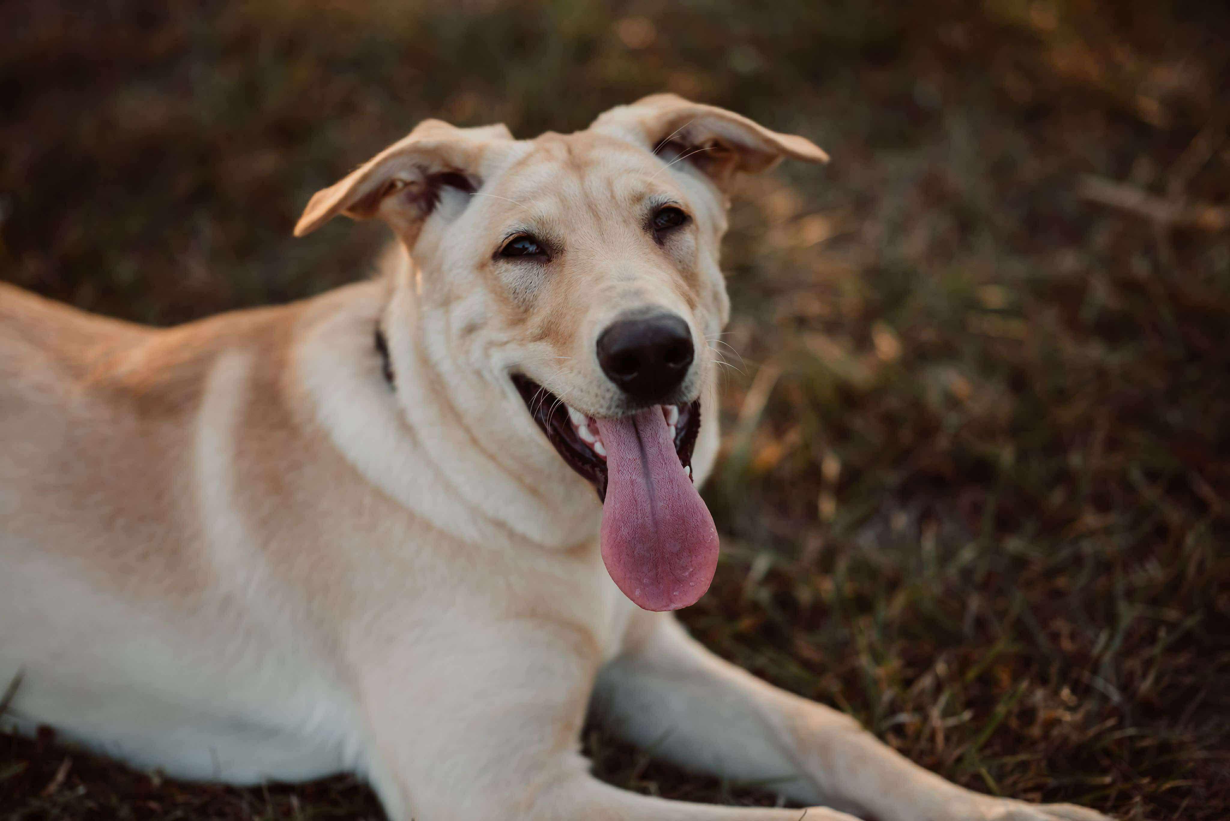 Enlarge Kiki, a ADOPTABLE mixed breed in Cambridge, ON image 5/6