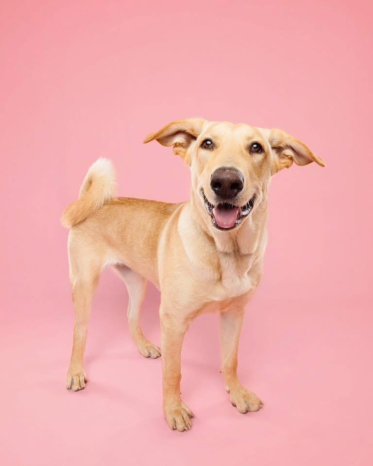 Kiki, ADOPTABLE, Young Female Labrador Retriever & Husky.