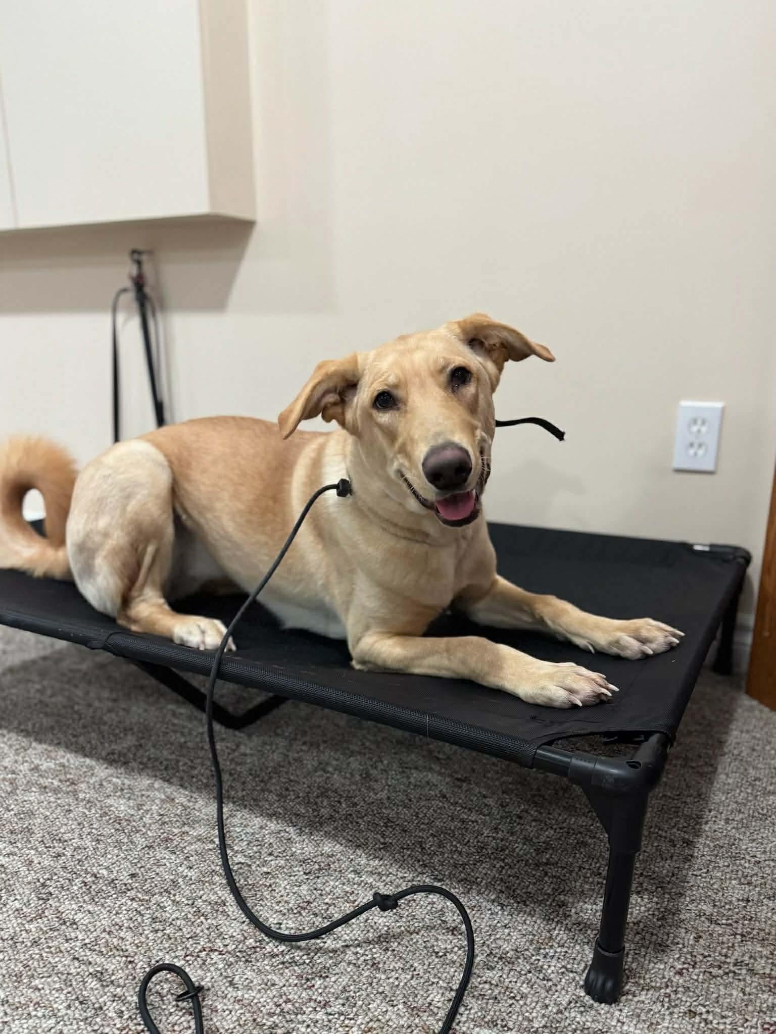 Enlarge Kiki, a ADOPTABLE mixed breed in Cambridge, ON image 6/6