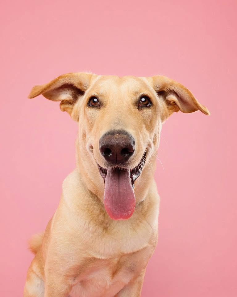 Enlarge Kiki, a ADOPTABLE mixed breed in Cambridge, ON image 2/6