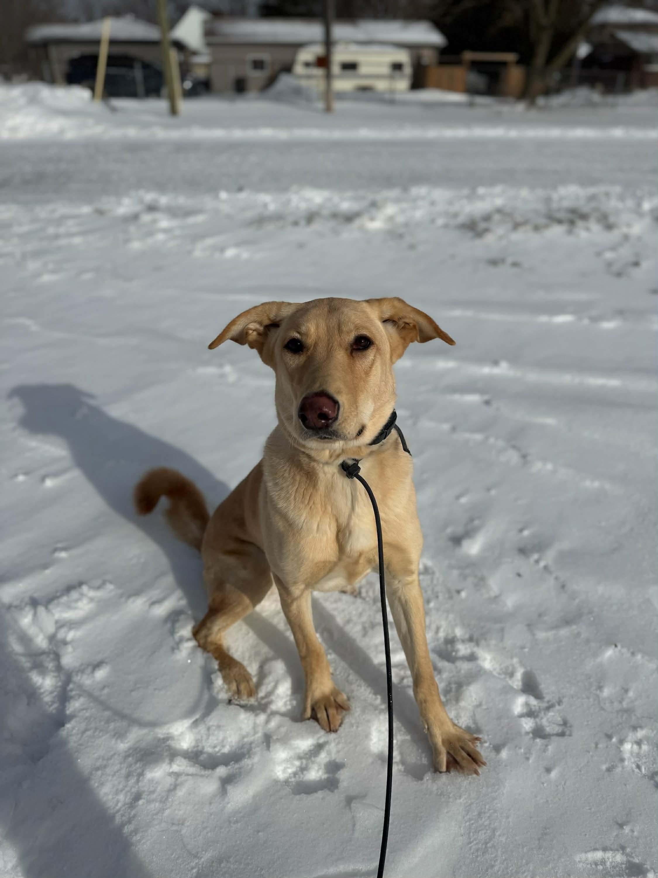 Enlarge Kiki, a ADOPTABLE mixed breed in Cambridge, ON image 4/6
