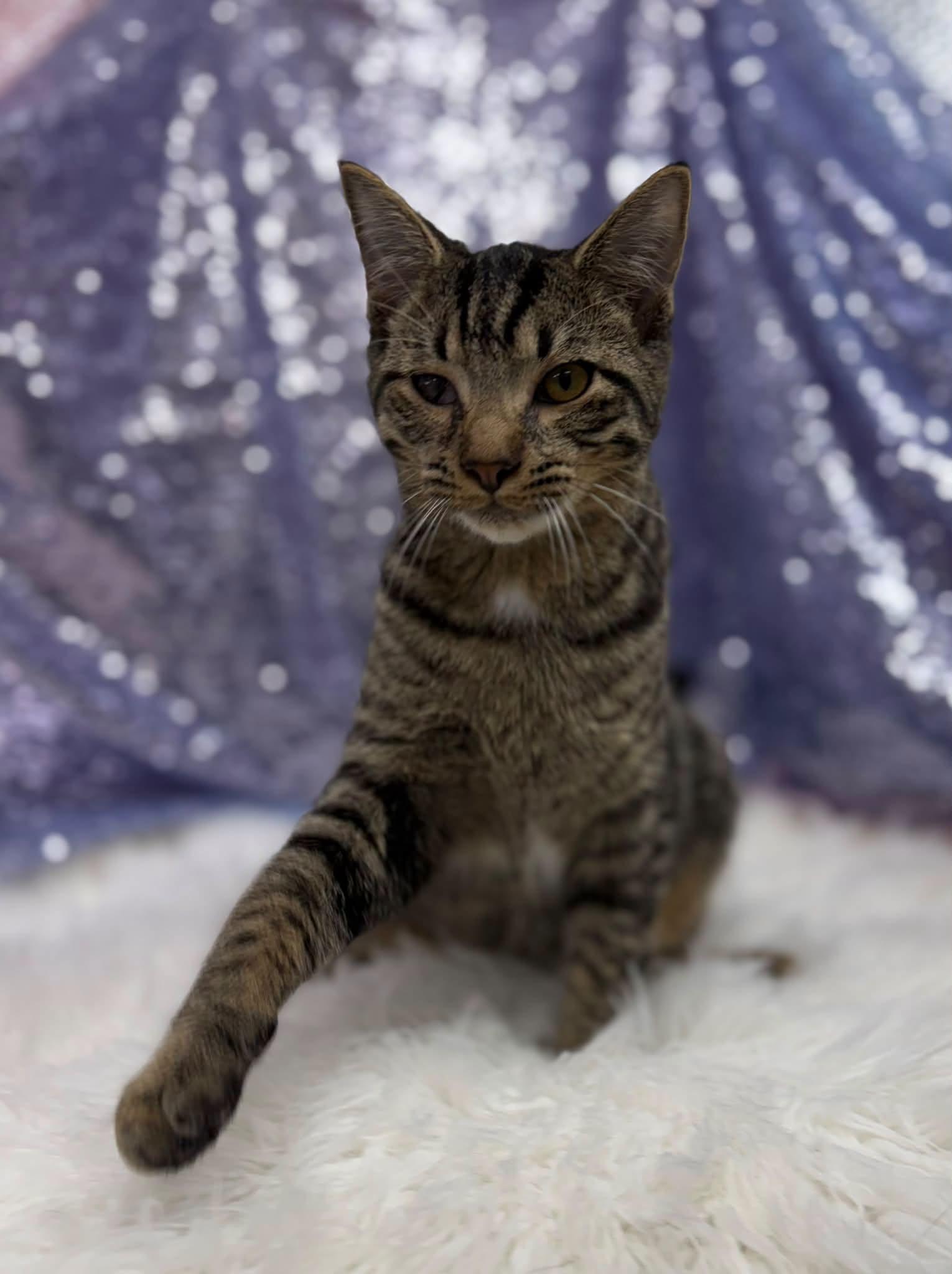 Enlarge Easton, a Adoptable Domestic Short Hair in Clarkesville, GA image 1/2