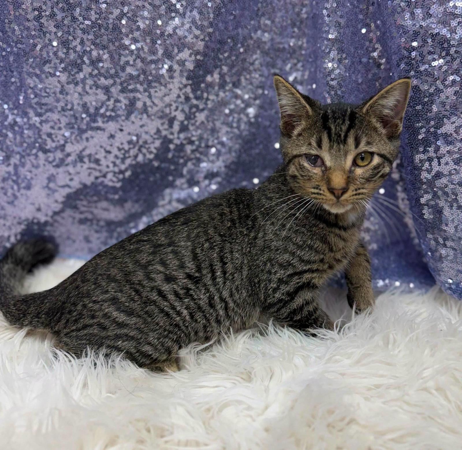 Enlarge Easton, a Adoptable Domestic Short Hair in Clarkesville, GA image 1/1