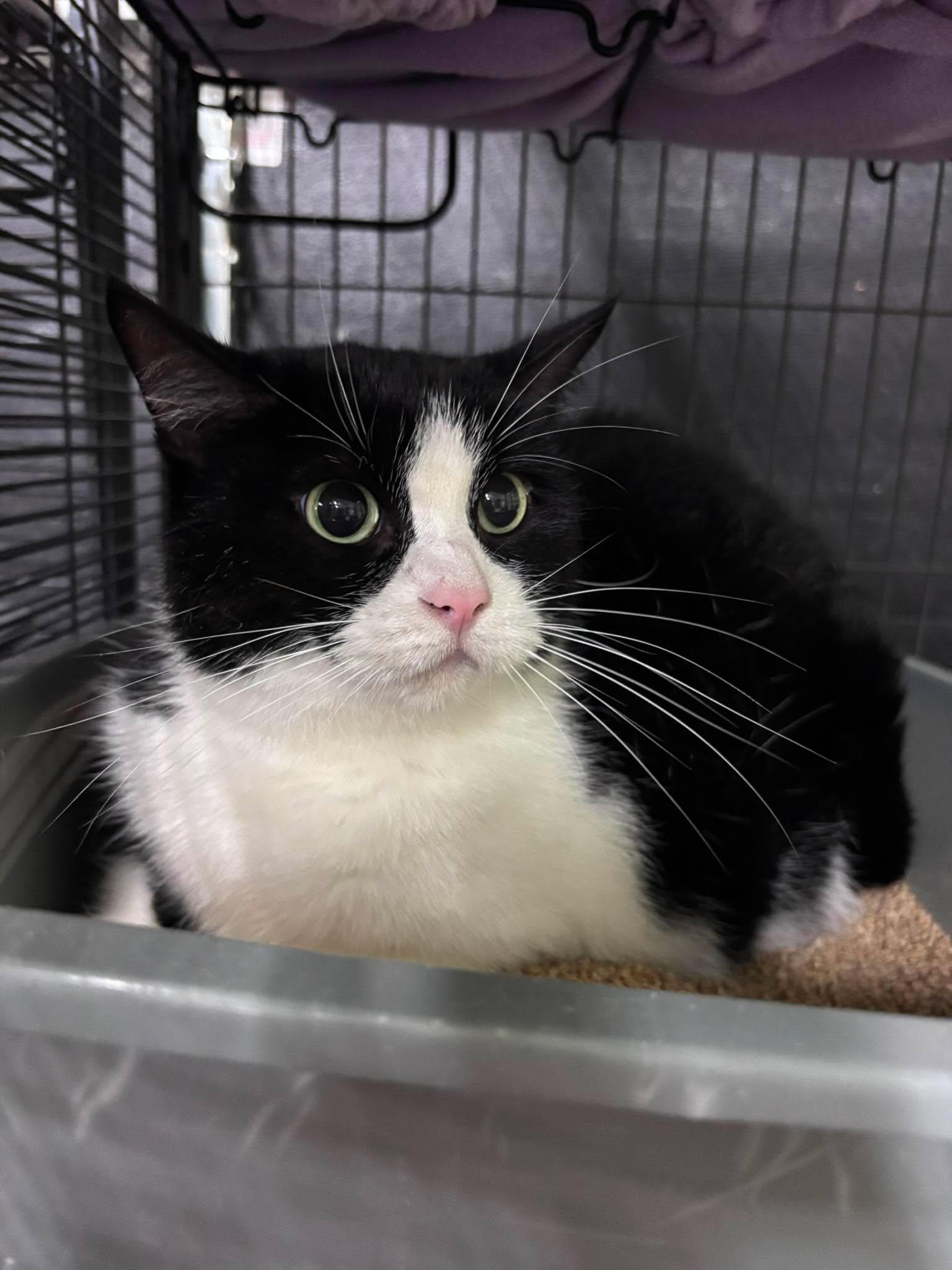 Enlarge SPOOKY, a Adoptable Domestic Short Hair in Tillsonburg, ON image 1/5