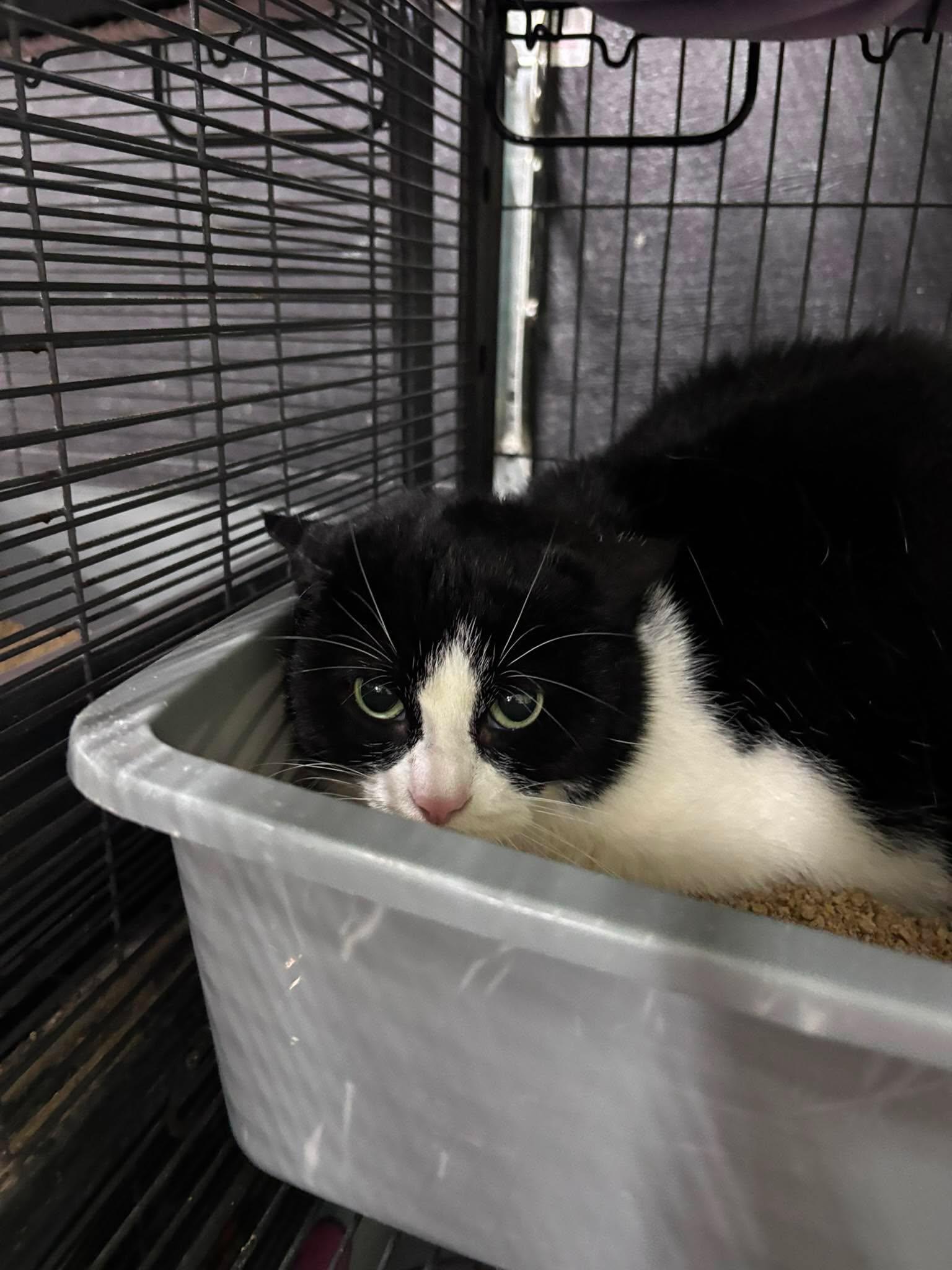 Enlarge SPOOKY, a Adoptable Domestic Short Hair in Tillsonburg, ON image 2/5