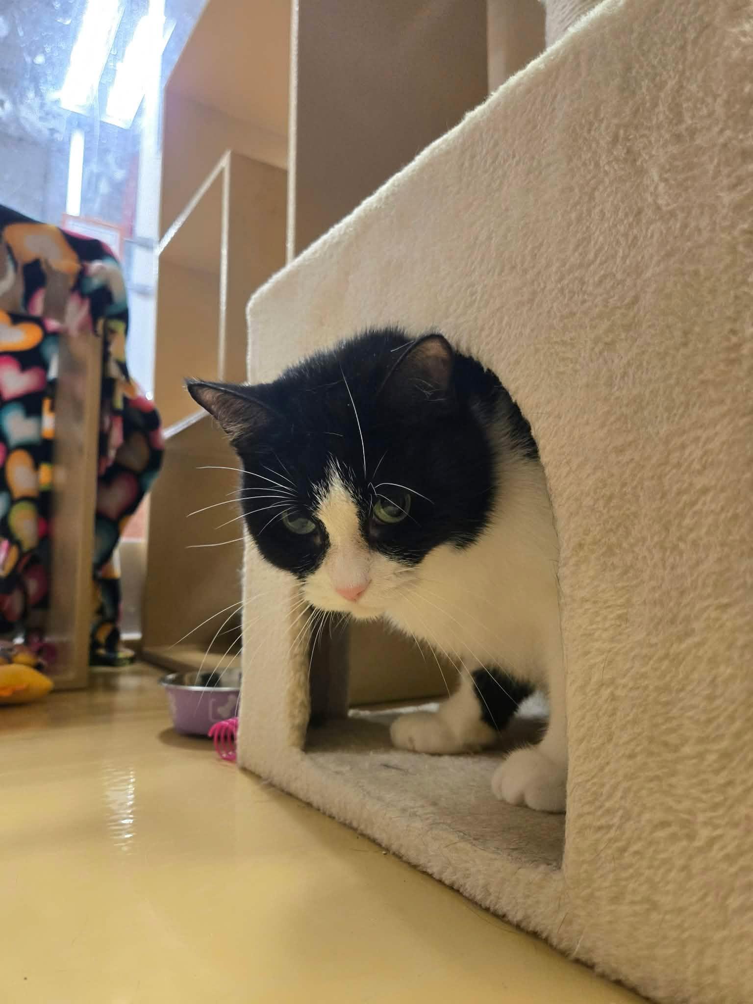 Enlarge SPOOKY, a Adoptable Domestic Short Hair in Tillsonburg, ON image 4/5