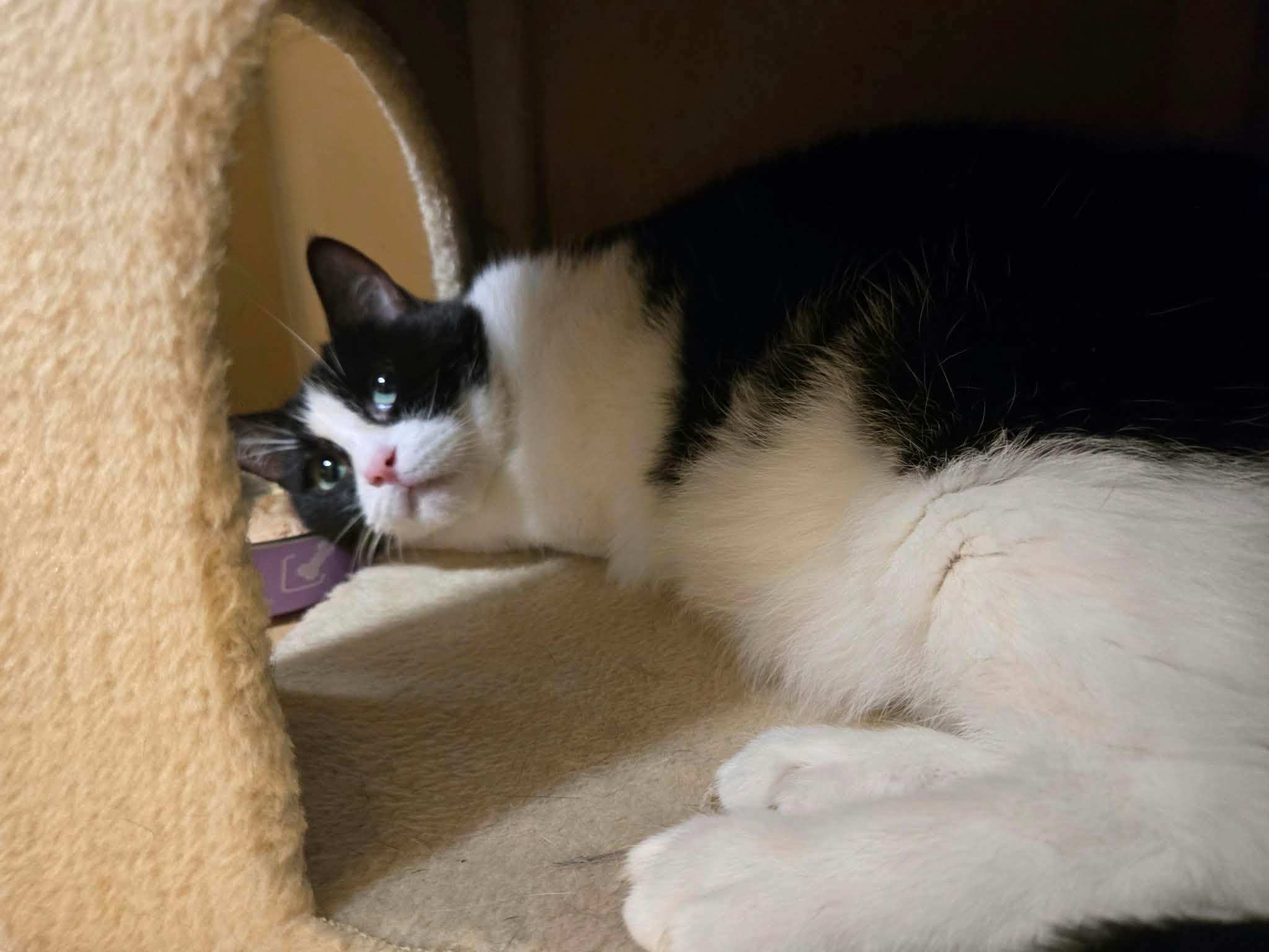 Enlarge SPOOKY, a Adoptable Domestic Short Hair in Tillsonburg, ON image 5/5