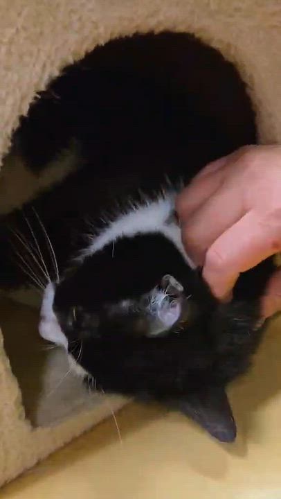 Enlarge SPOOKY, a Adoptable Domestic Short Hair in Tillsonburg, ON video 3/5