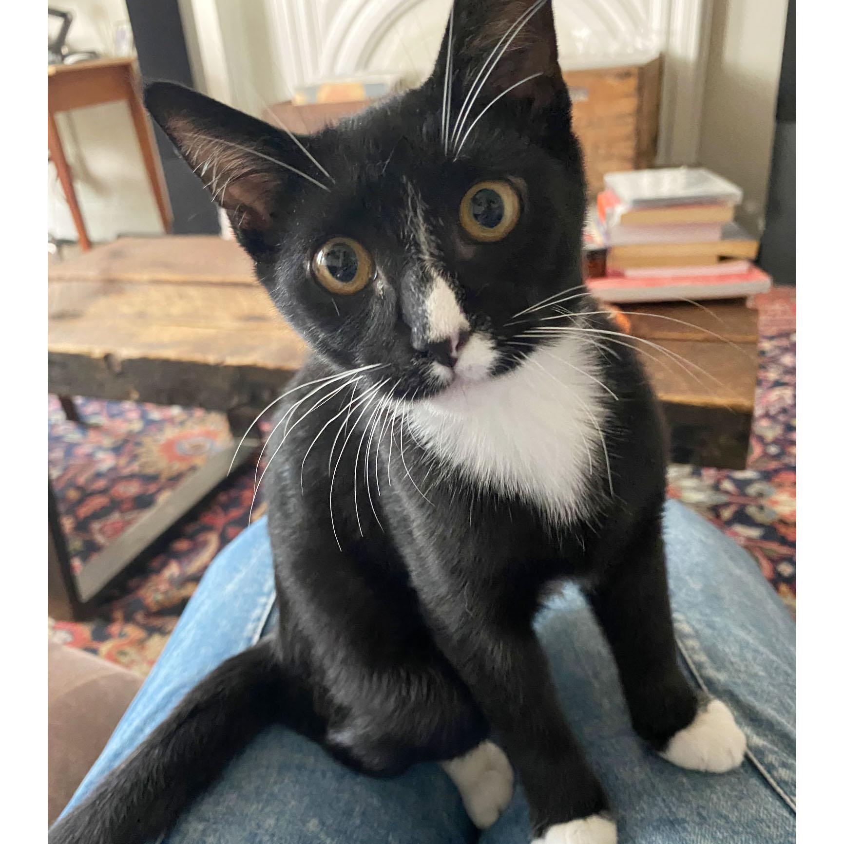 Enlarge Deli, an adopted Domestic Short Hair in BROOKLYN, NY image 6/6