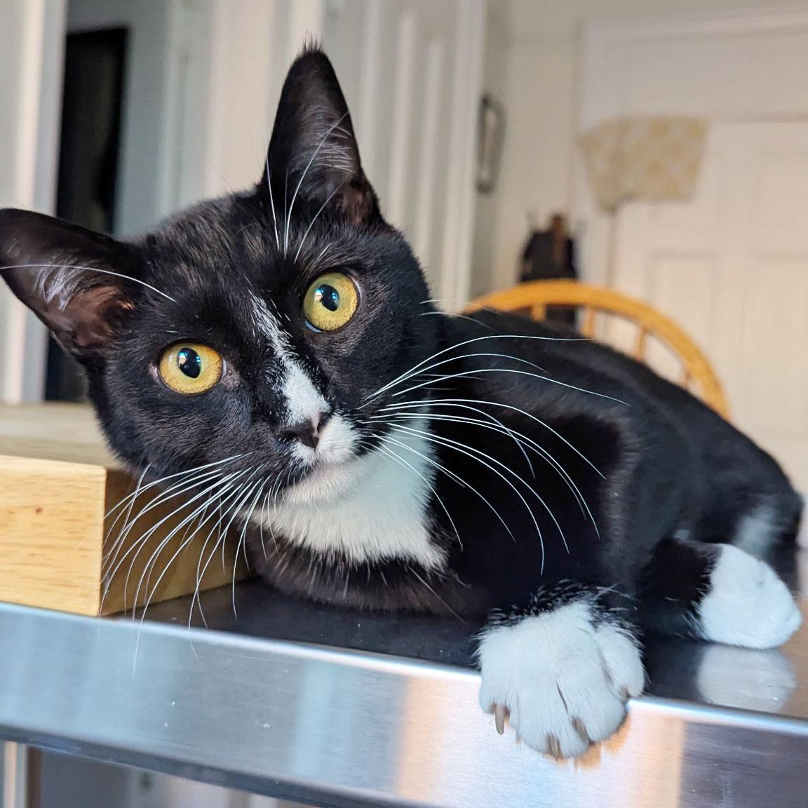 Enlarge Deli, an adopted Domestic Short Hair in BROOKLYN, NY image 2/6