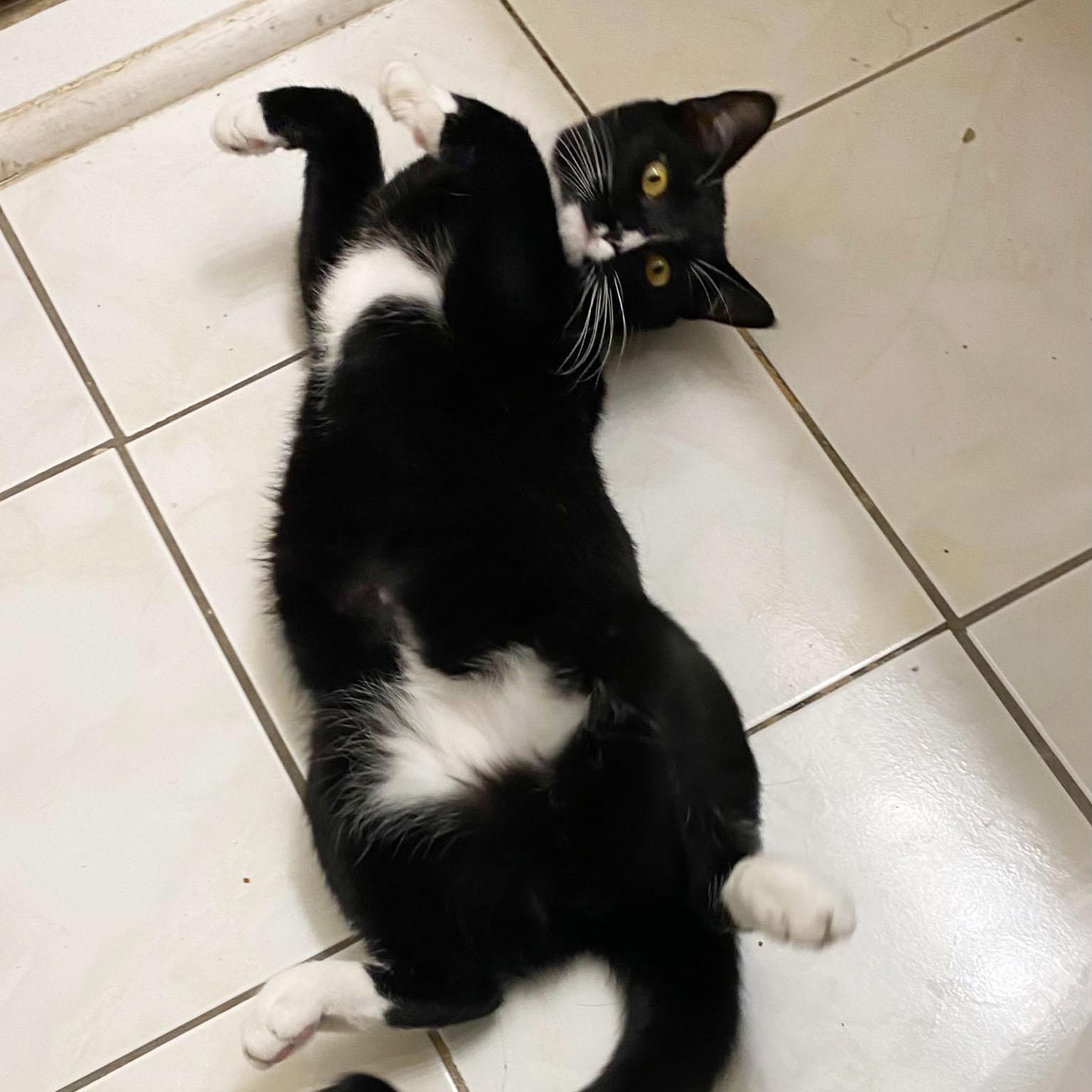 Enlarge Deli, an adopted Domestic Short Hair in BROOKLYN, NY image 3/6