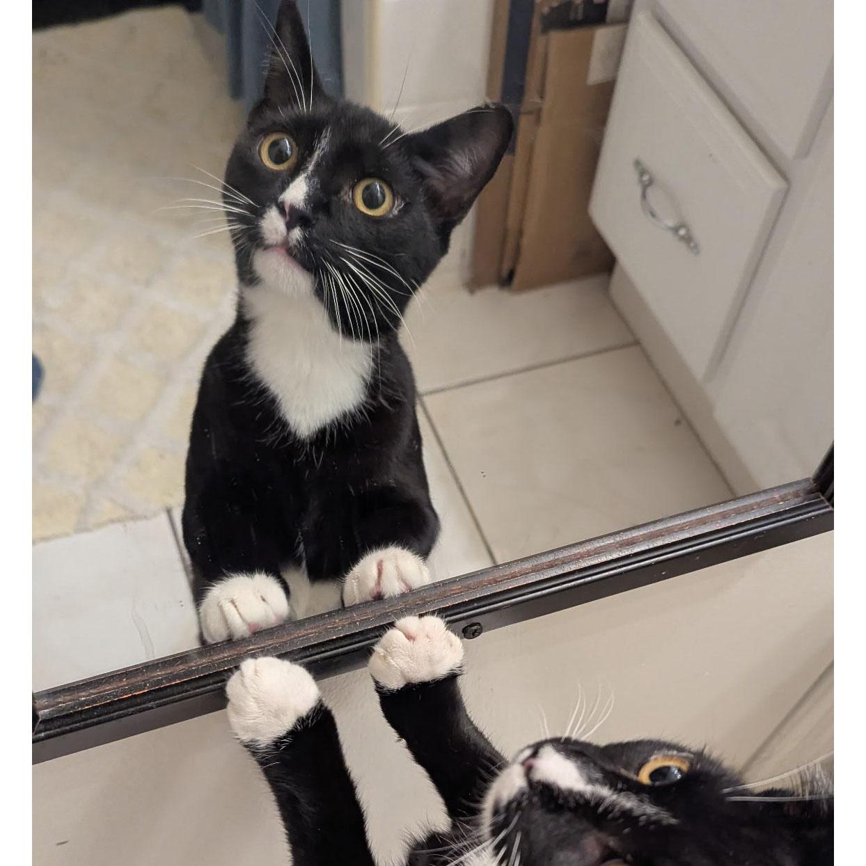 Enlarge Deli, an adopted Domestic Short Hair in BROOKLYN, NY image 5/6