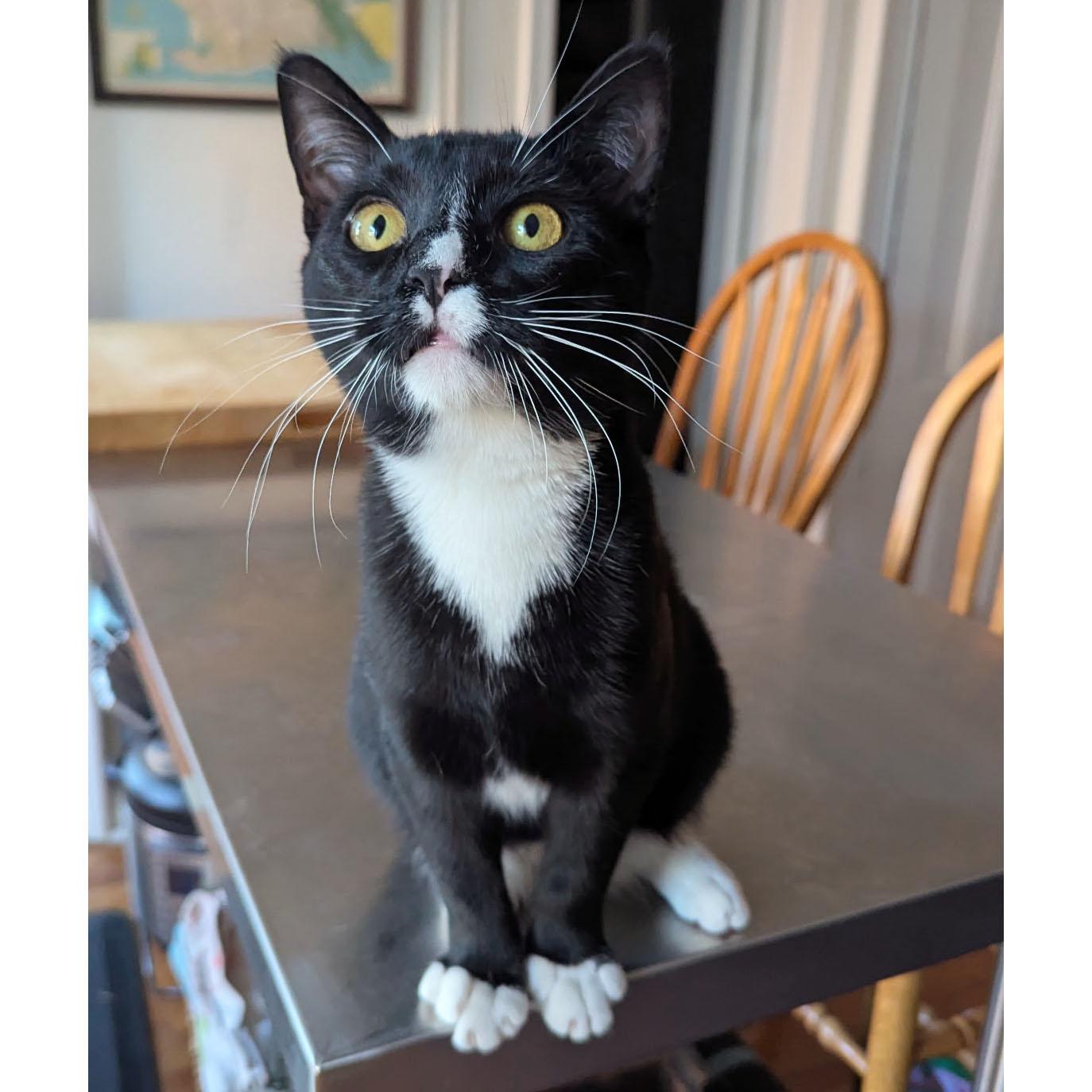 Deli, ADOPTABLE, Kitten Male Domestic Short Hair.