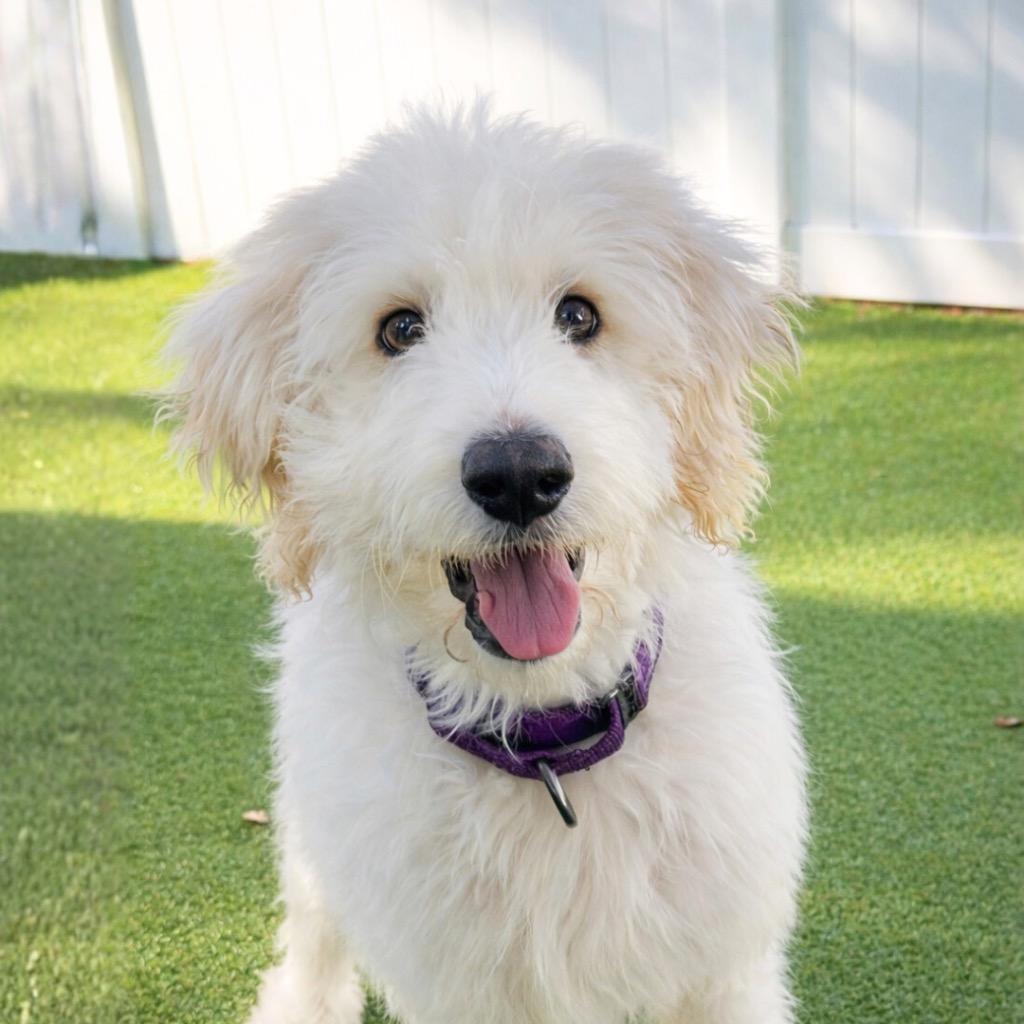 Olive, Adopted, Puppy Female Great Pyrenees & Poodle.