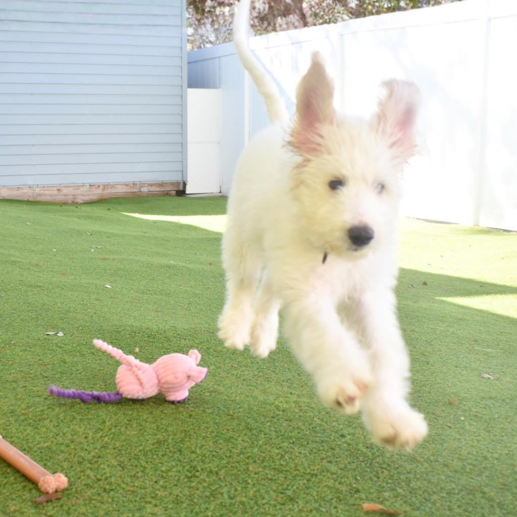 Enlarge Olive, a Adopted mixed breed in Saint Petersburg, FL image 2/3