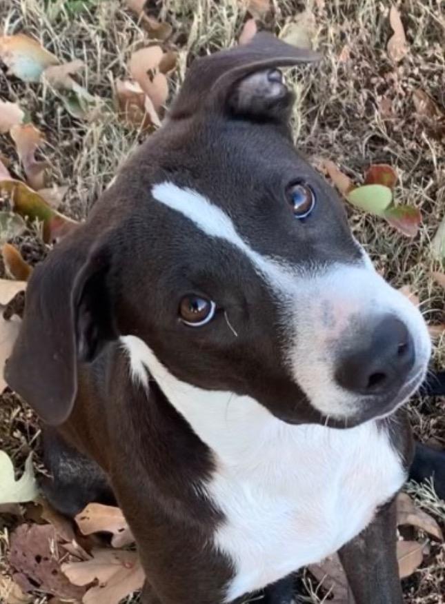 Stone-CL, Adoptable, Young Male Labrador Retriever & Pit Bull Terrier.