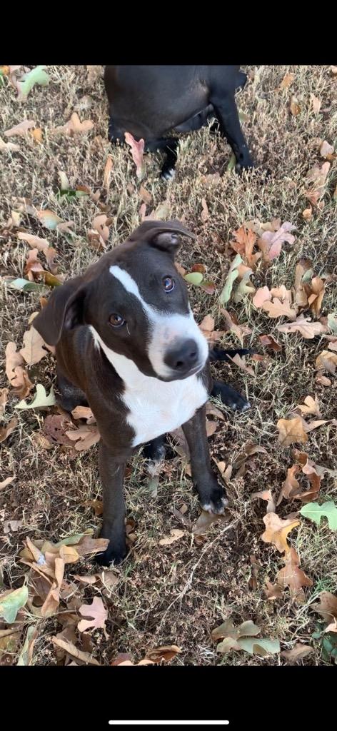 Enlarge Stone-CL, a Adoptable mixed breed in Claremore, OK image 1/5