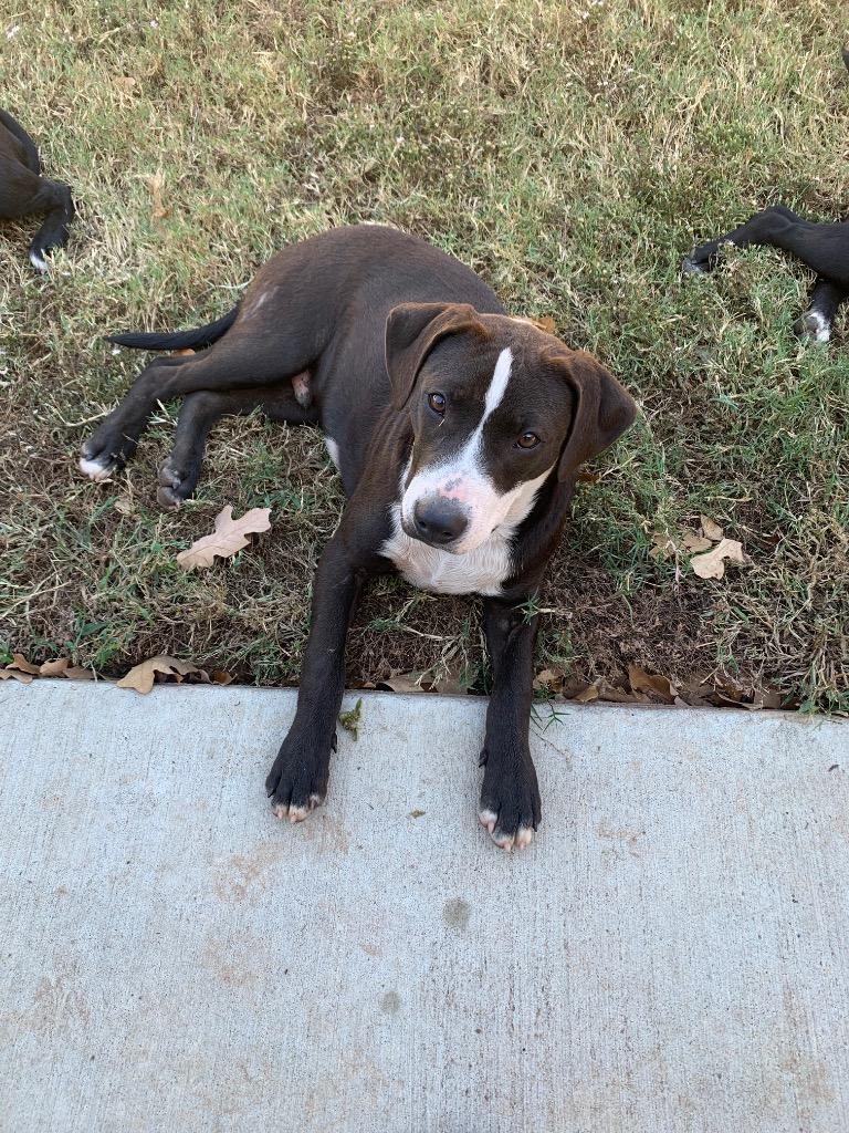 Stone-CL, a Adoptable mixed breed in Claremore, OK image 2/5