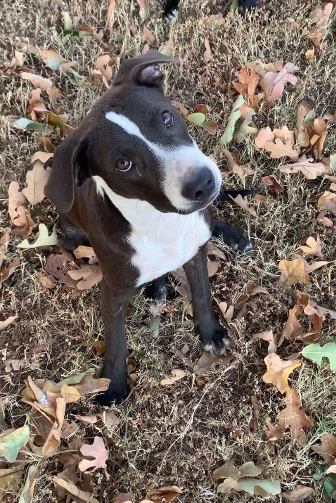 Enlarge Stone-CL, a Adoptable mixed breed in Claremore, OK image 4/5