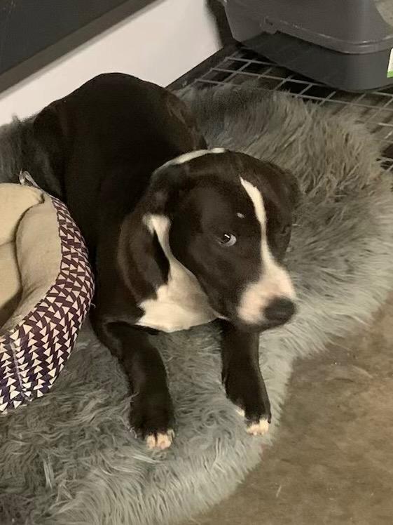 Stone-CL, a Adoptable mixed breed in Claremore, OK image 4/5