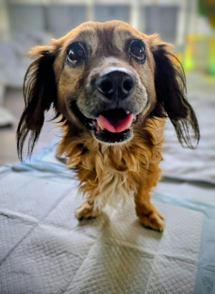 Enlarge Snuggles, a Adoptable mixed breed in El Cajon, CA image 2/6