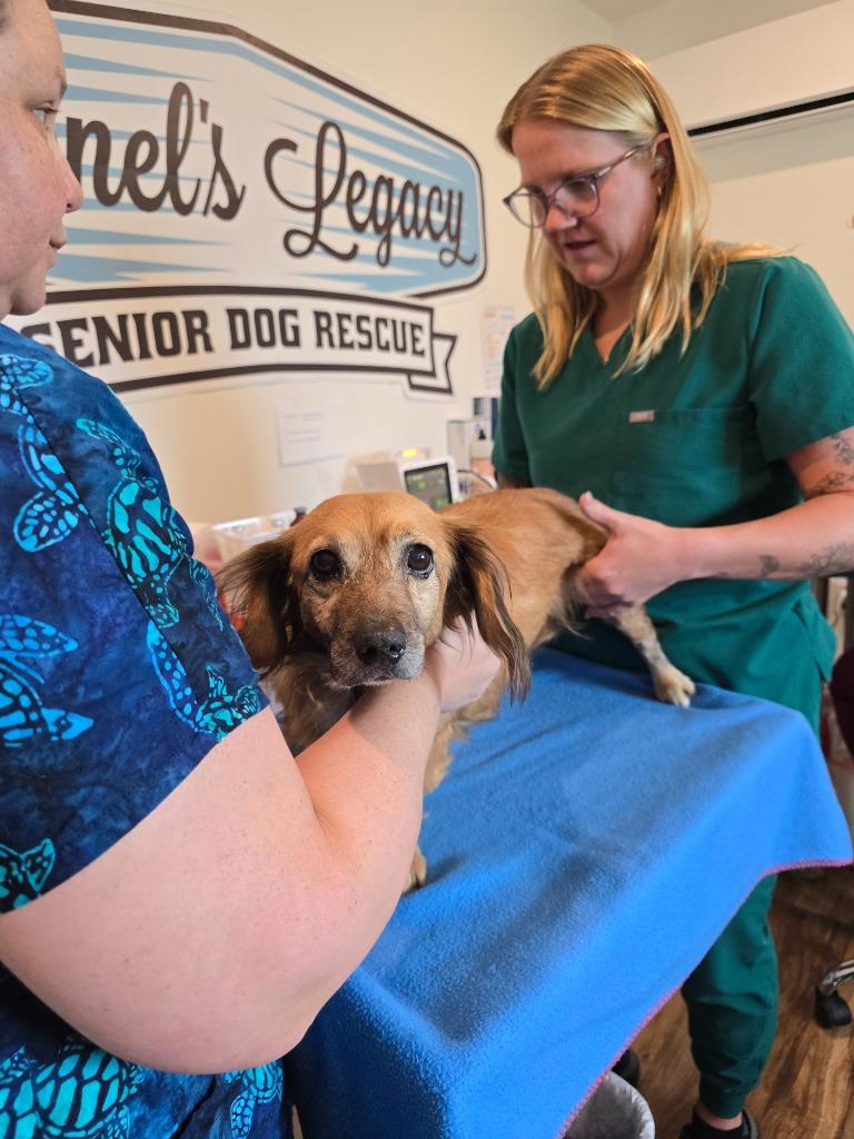 Enlarge Snuggles, a Adoptable mixed breed in El Cajon, CA image 2/6
