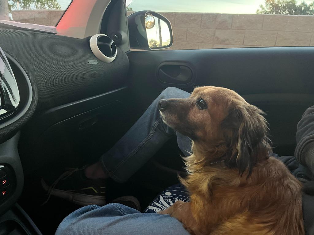 Enlarge Snuggles, a Adoptable mixed breed in El Cajon, CA image 3/6