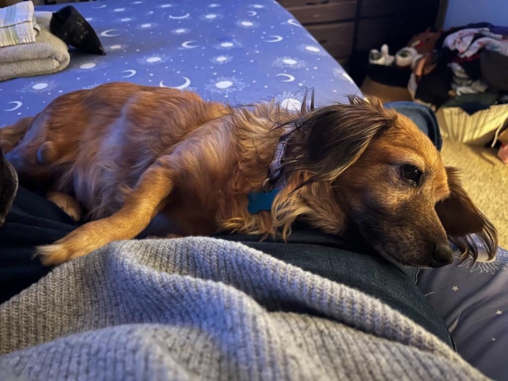 Enlarge Snuggles, a Adoptable mixed breed in El Cajon, CA image 5/6