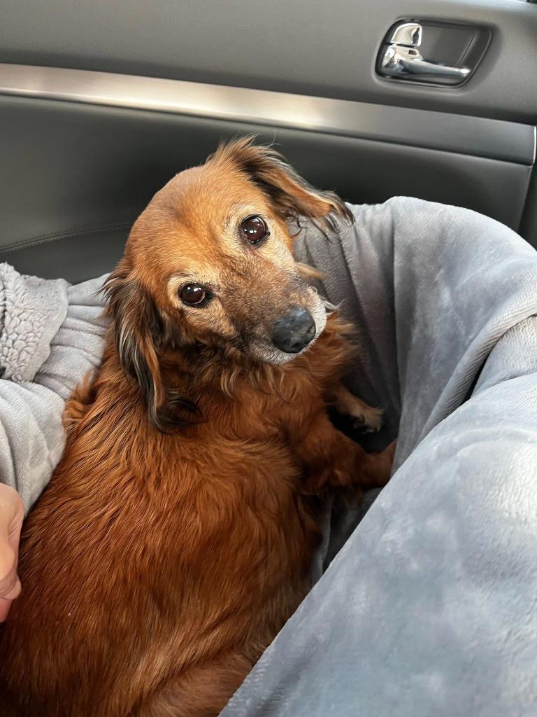 Enlarge Snuggles, a Adoptable mixed breed in El Cajon, CA image 6/6