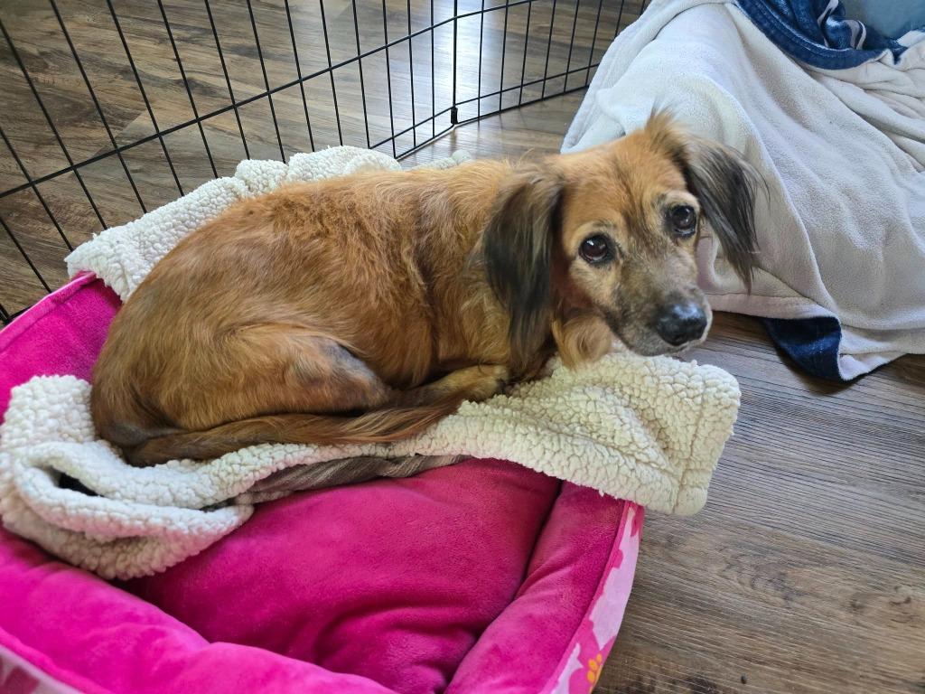 Enlarge Snuggles, a Adoptable mixed breed in El Cajon, CA image 6/6