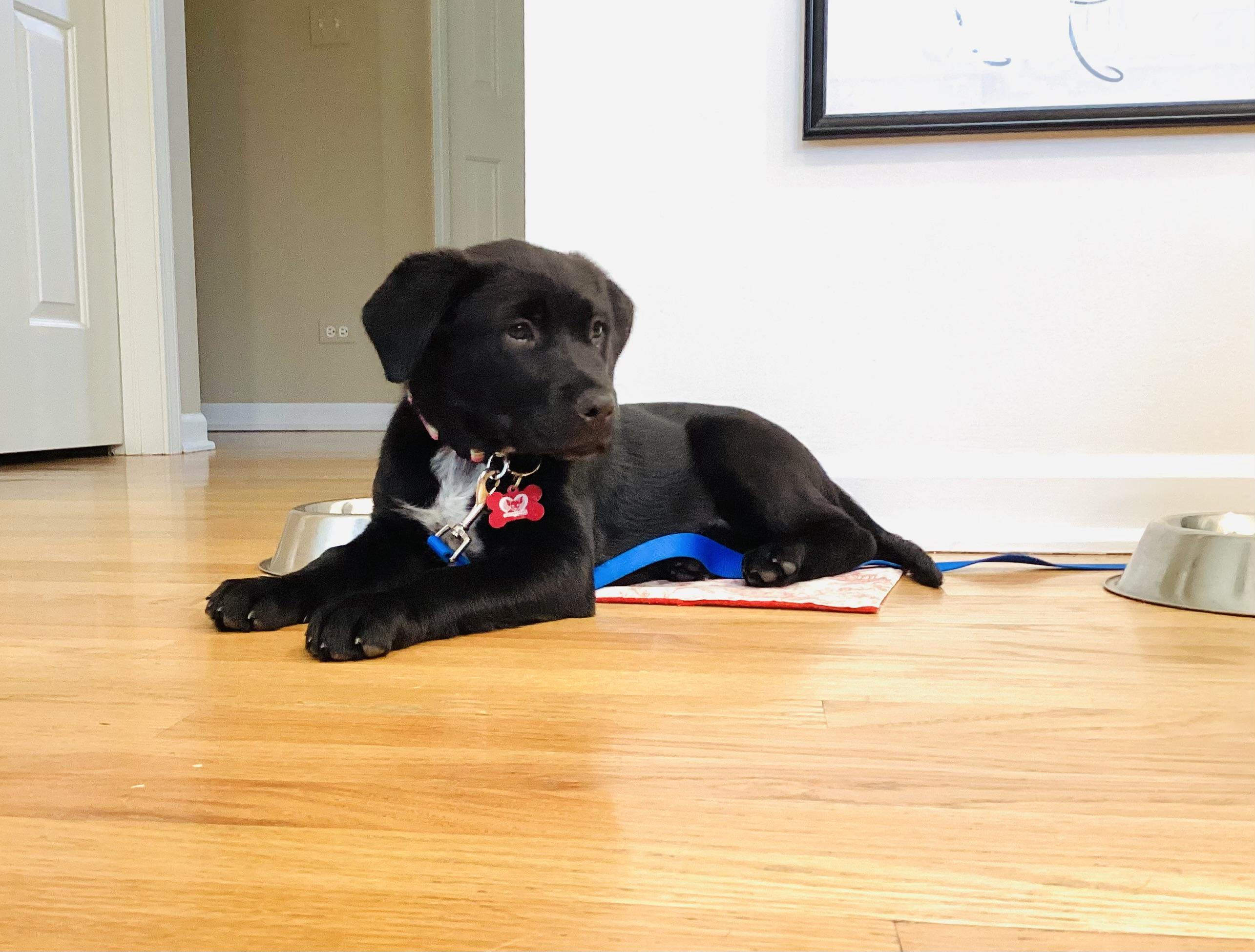 Enlarge Luna, a ADOPTABLE mixed breed in Libertyville, IL image 3/6