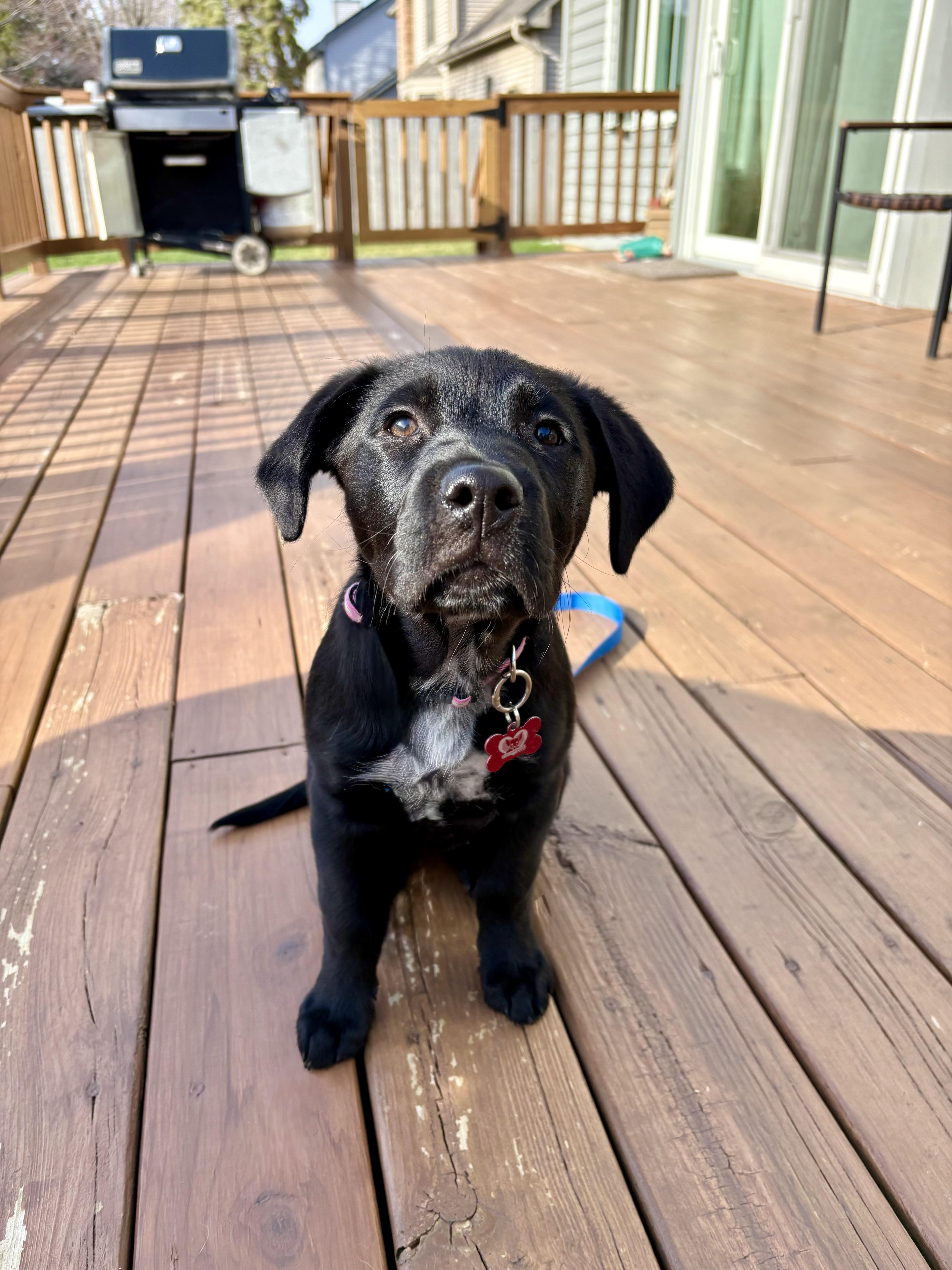 Enlarge Luna, a ADOPTABLE mixed breed in Libertyville, IL image 5/6