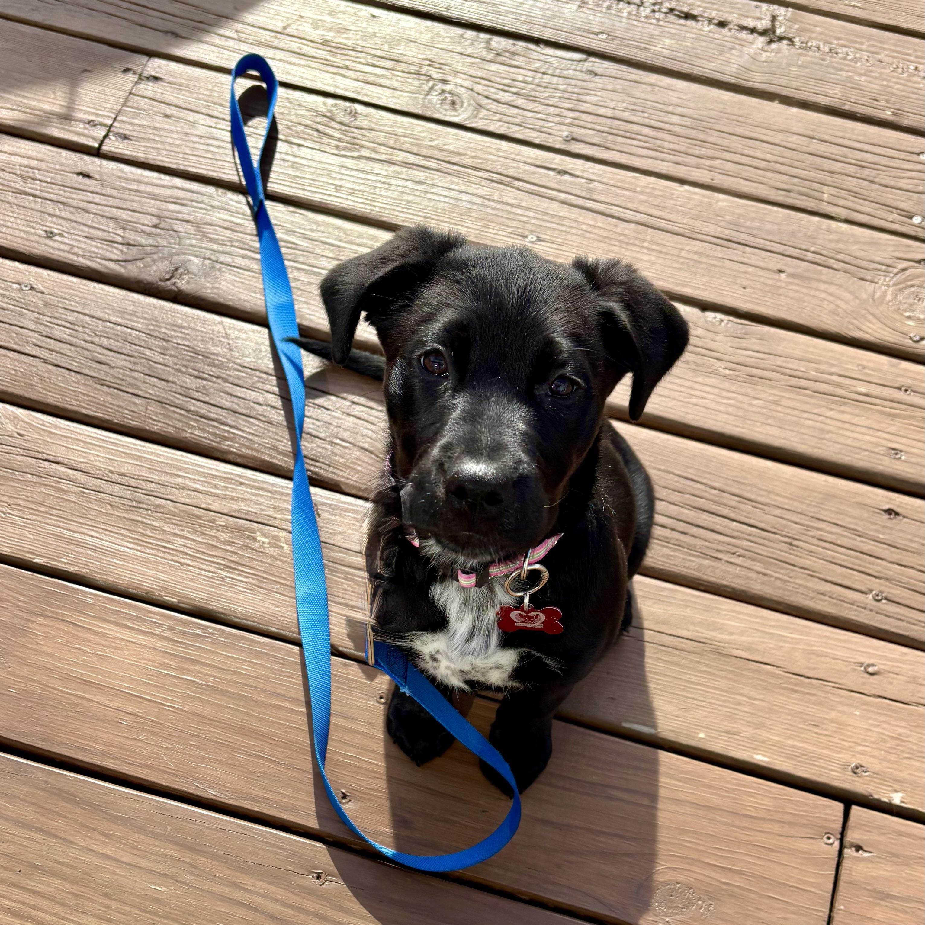 Enlarge Luna, a ADOPTABLE mixed breed in Libertyville, IL image 4/6