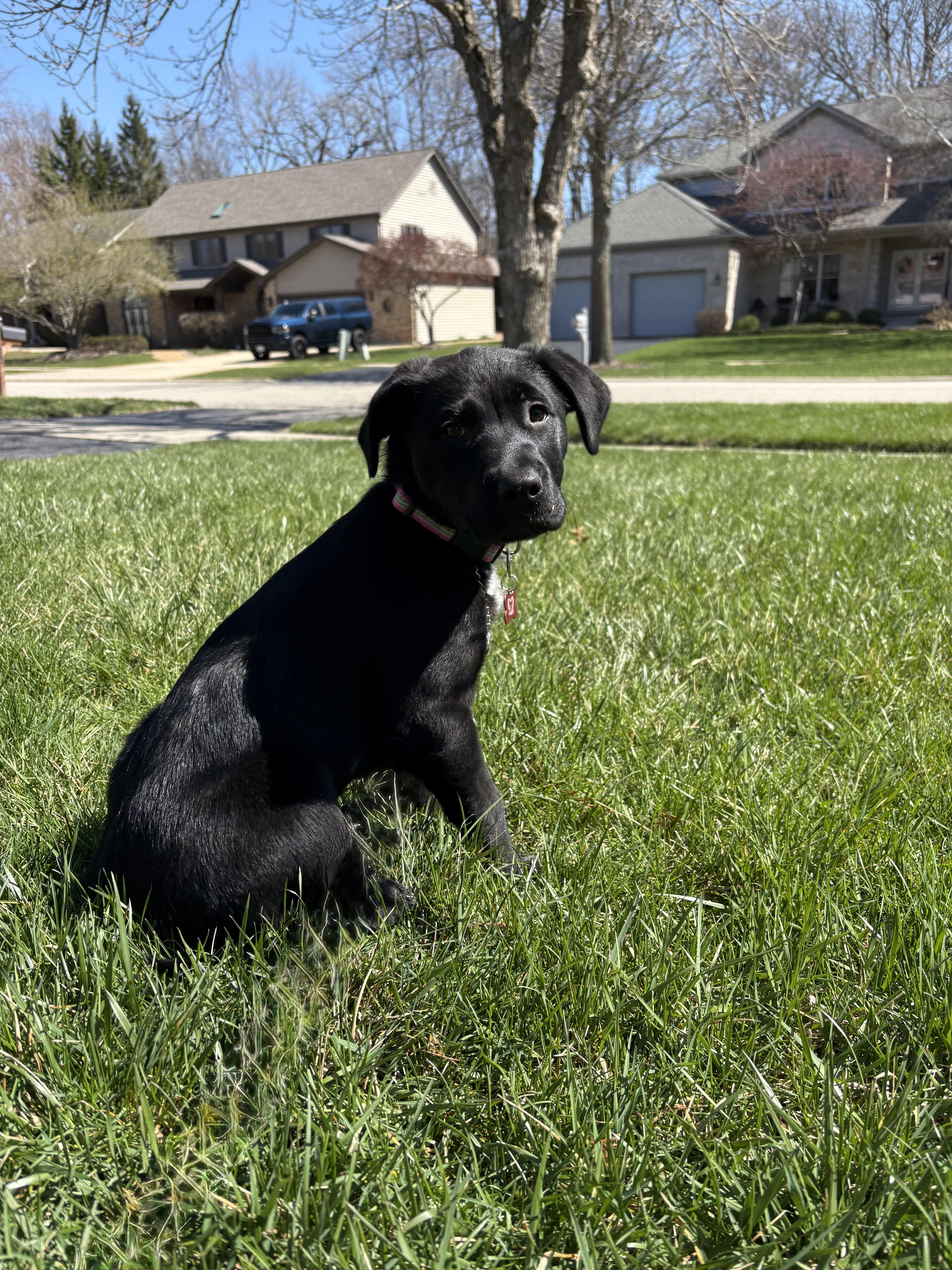 Enlarge Luna, a ADOPTABLE mixed breed in Libertyville, IL image 2/6