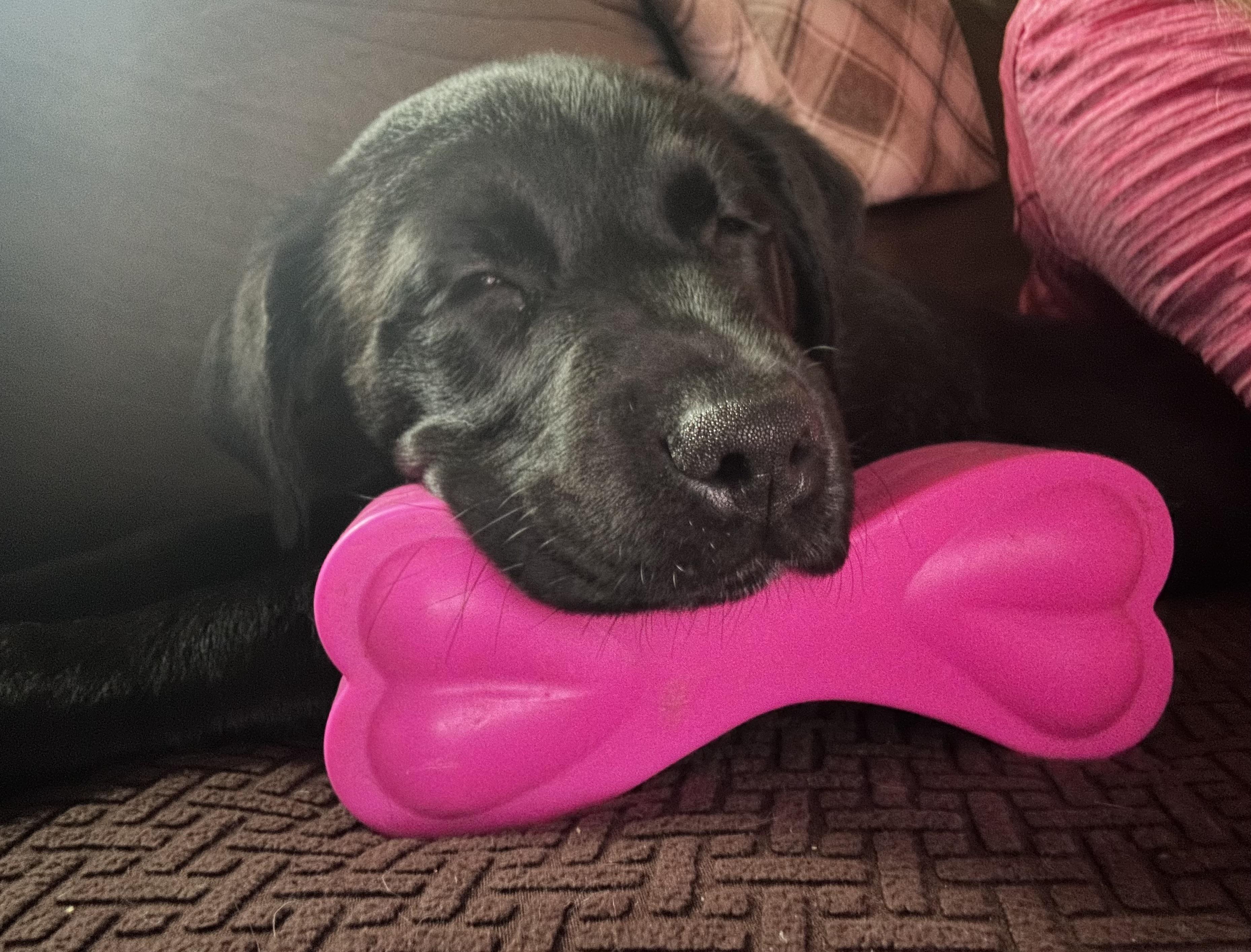 Enlarge Luna, a ADOPTABLE mixed breed in Libertyville, IL image 6/6