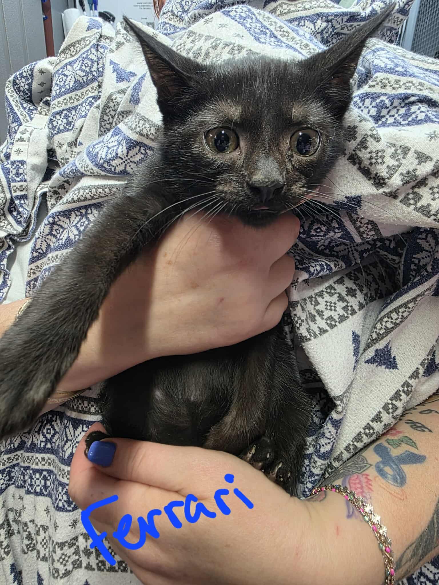 Ferrari, a Adoptable Domestic Short Hair in hinckley, IL image 1/3